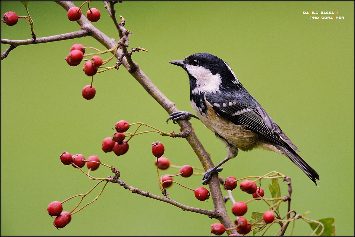 O ..Mia bella Mora .........