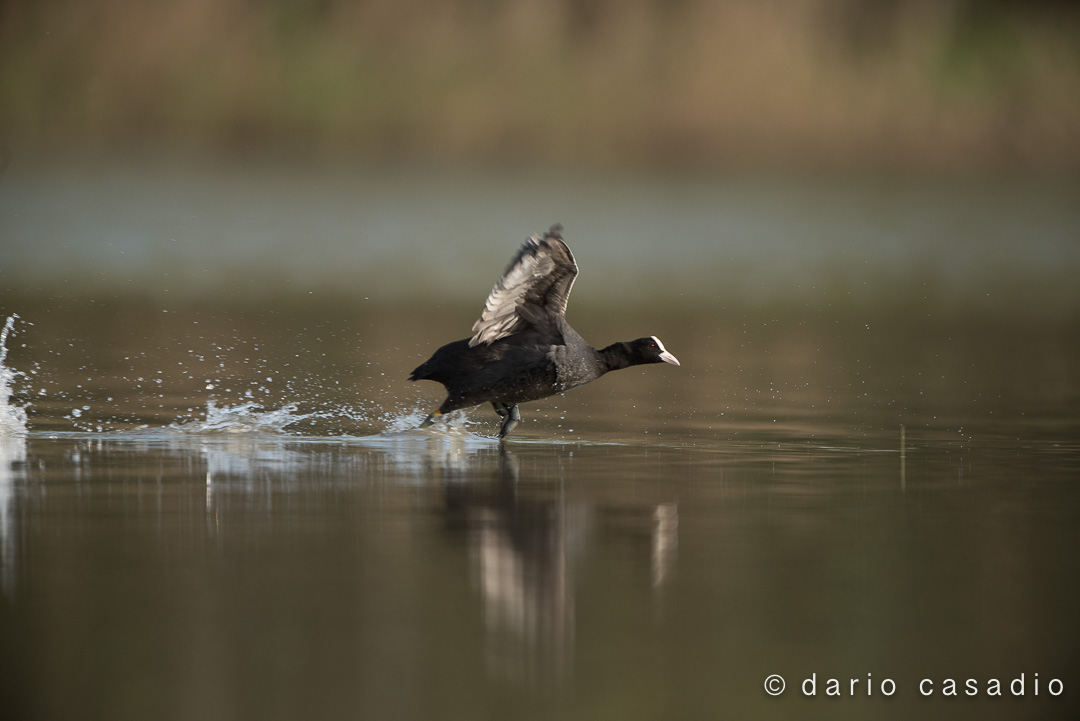 on the run by photographer