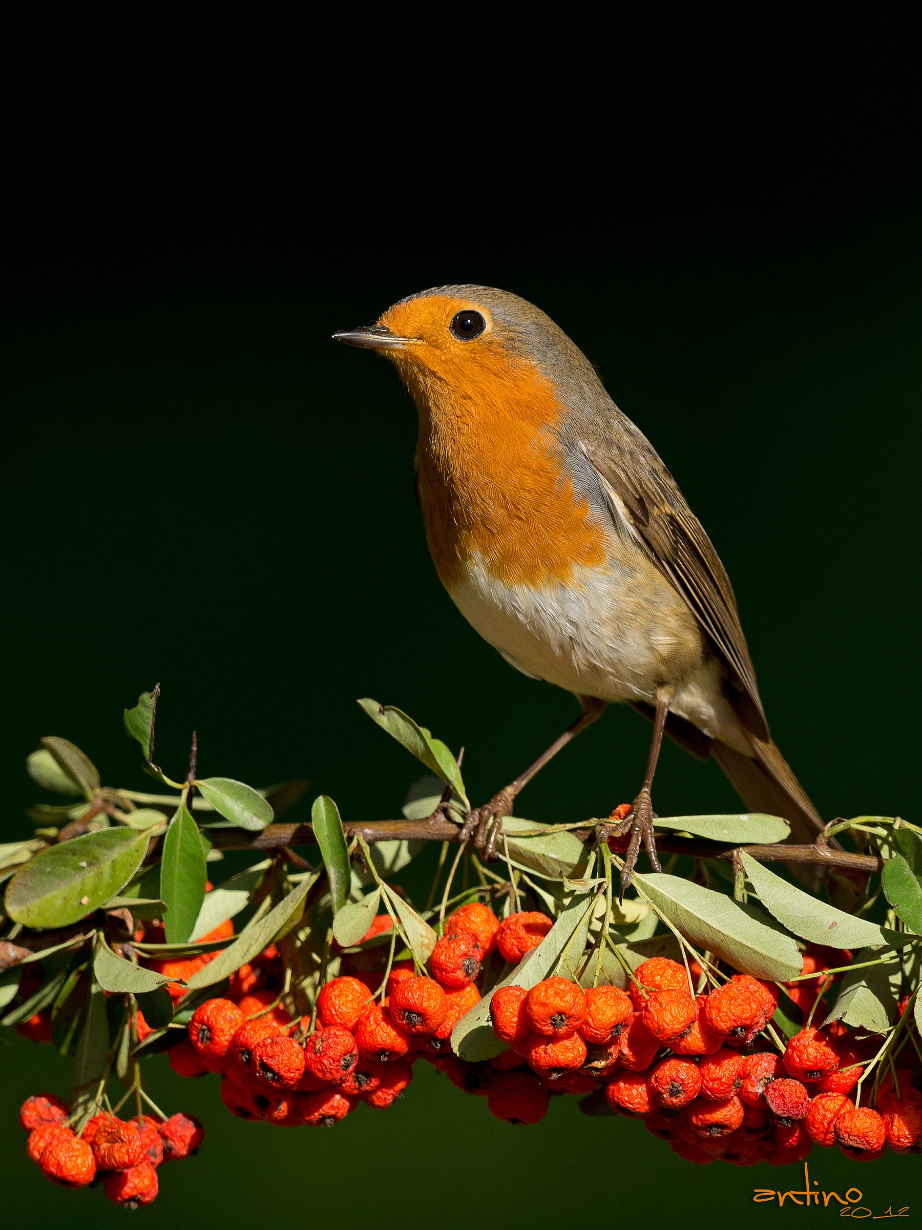Robin