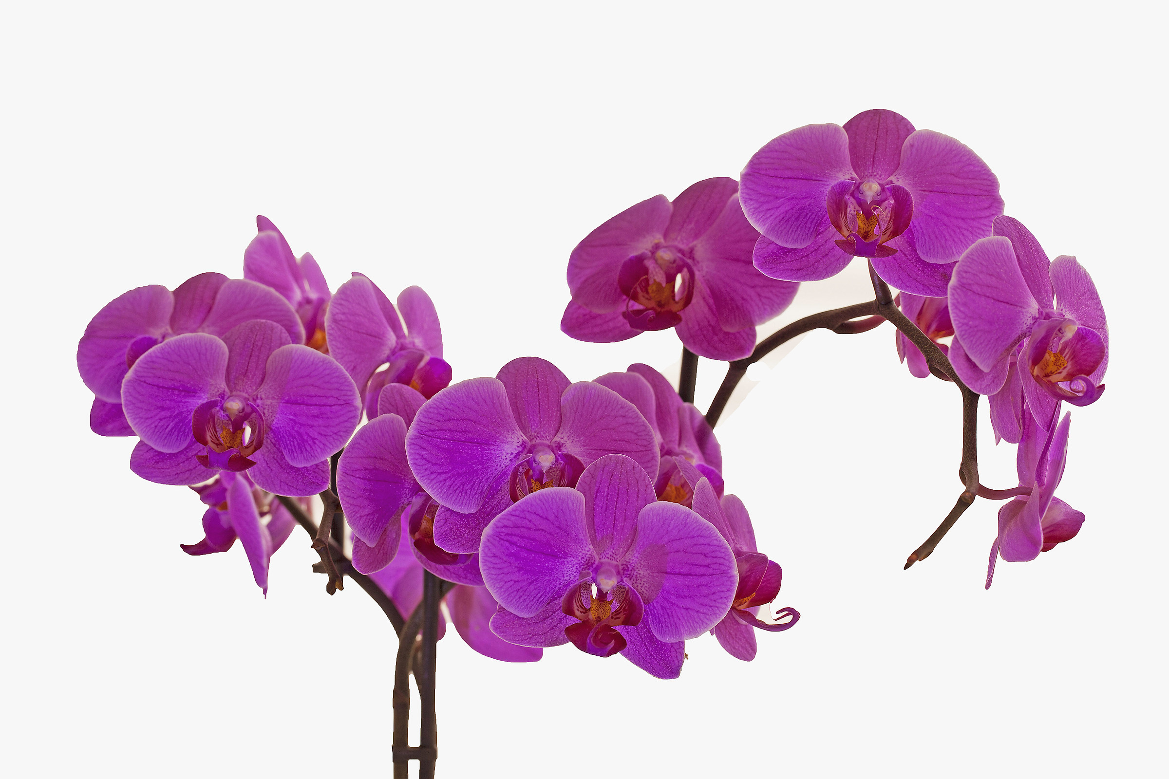 Orchidee