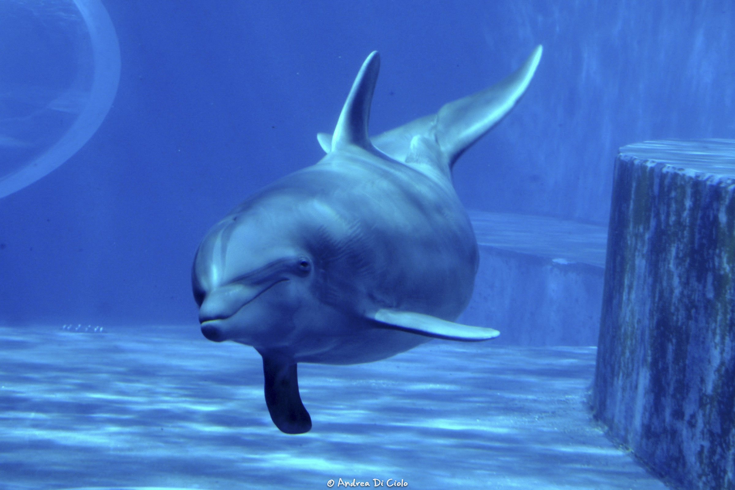 Dolphin at the Aquarium of Genoa