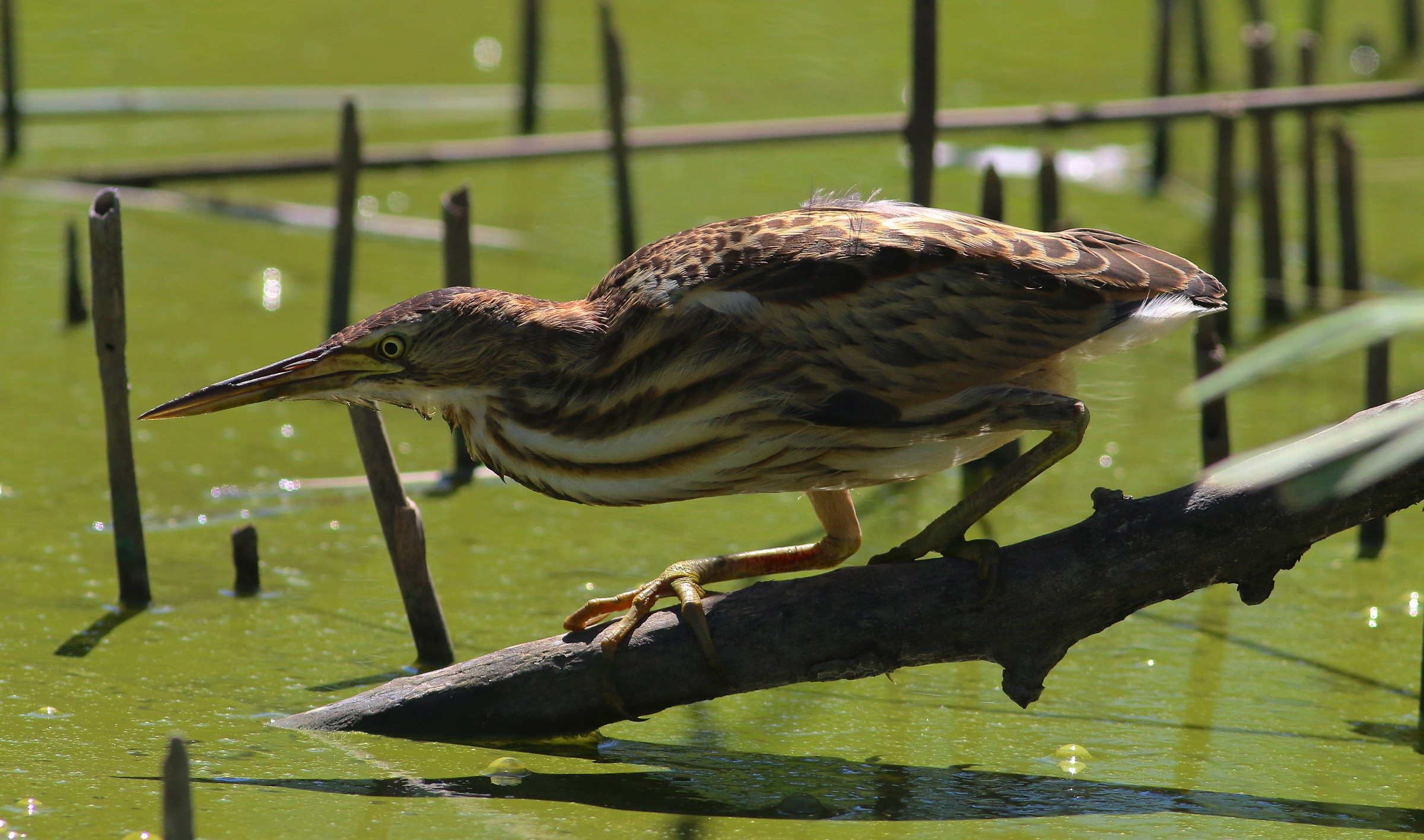 Tarabusino molto attento