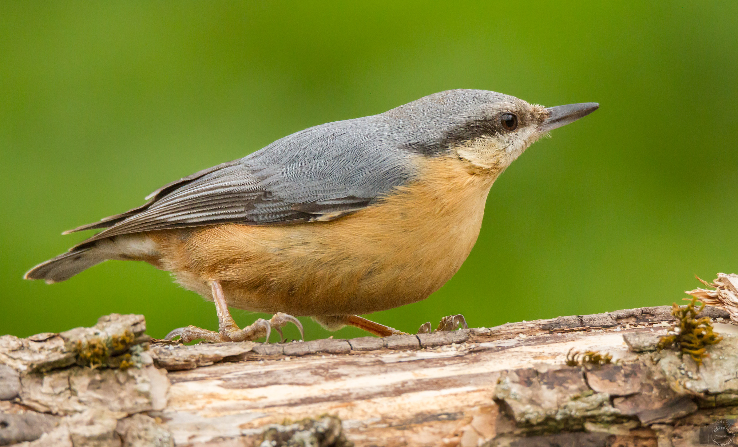 Nuthatch.