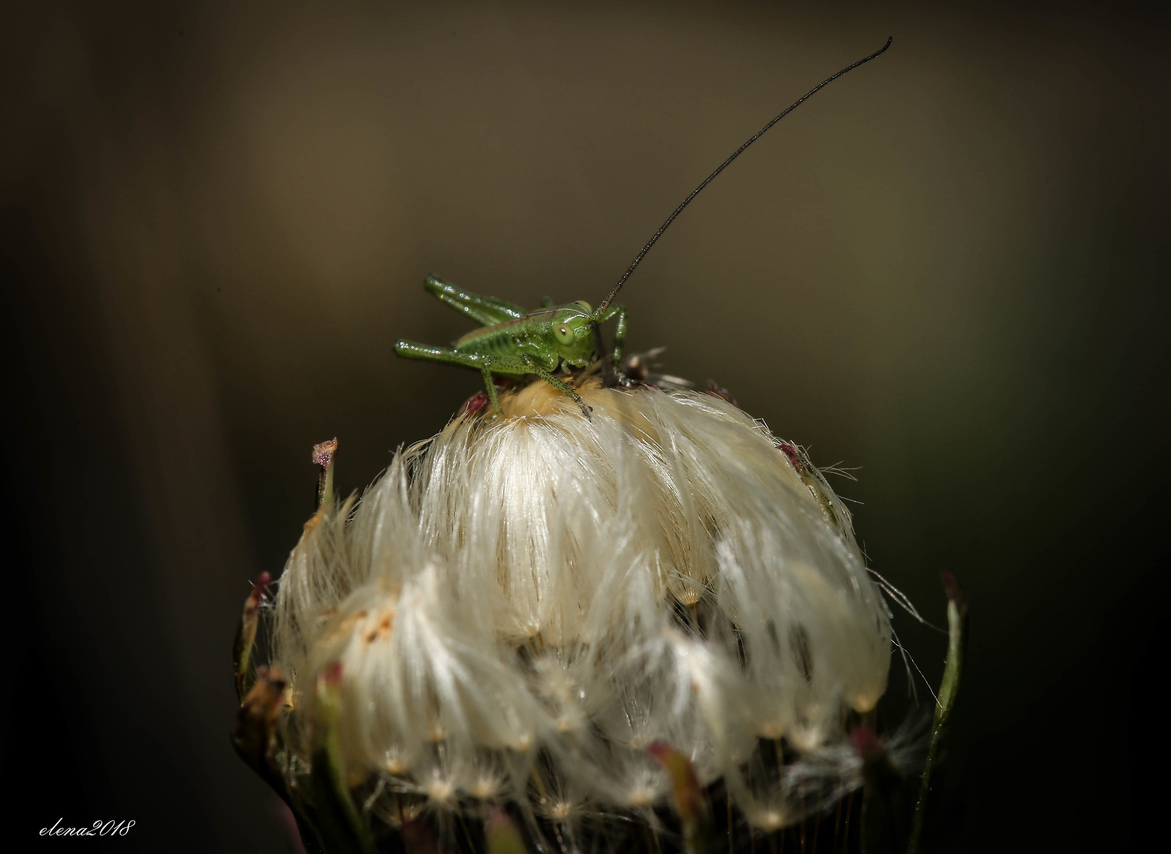 il mondo nell erba....