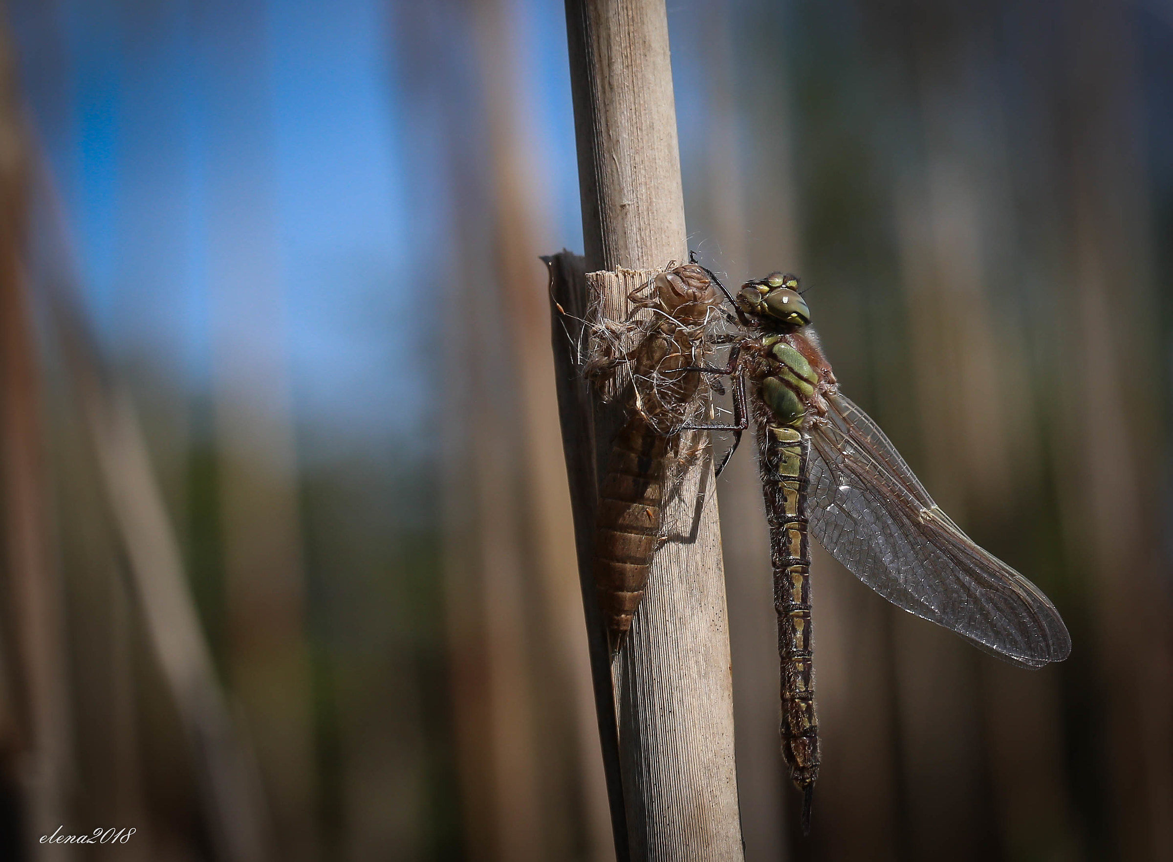 nascita della libellula