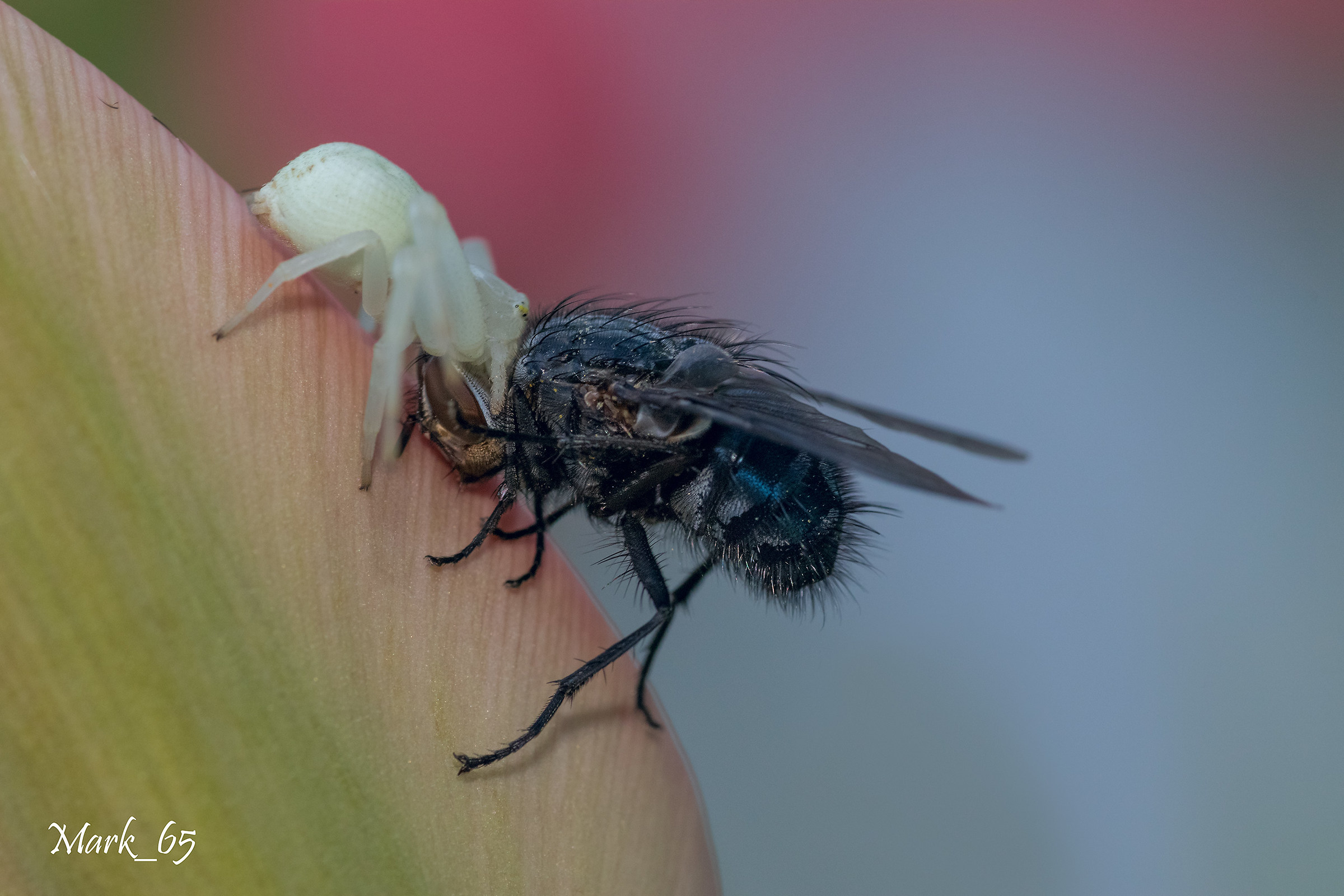 Flower spider and his victim