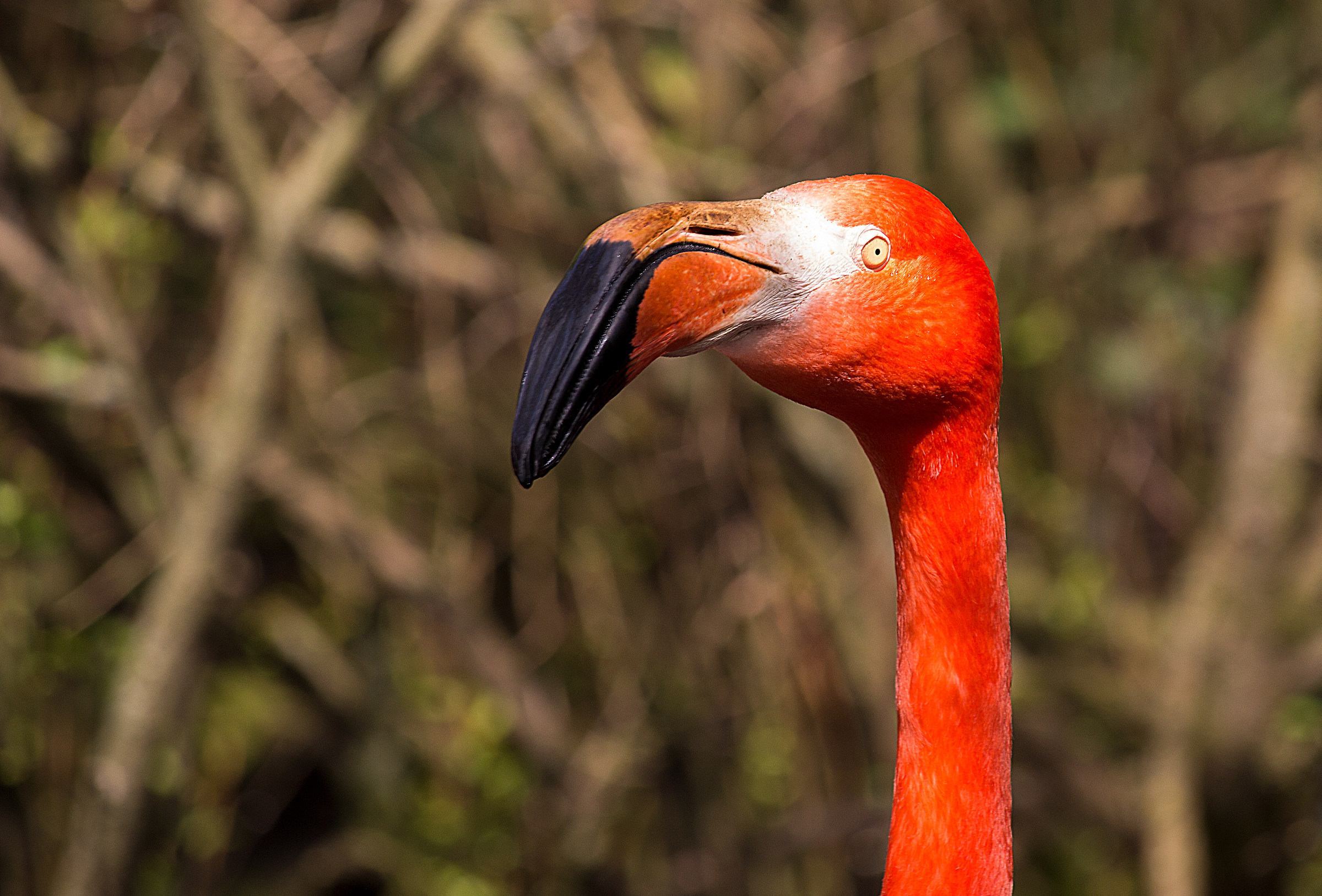 Phoenicopterus ruber