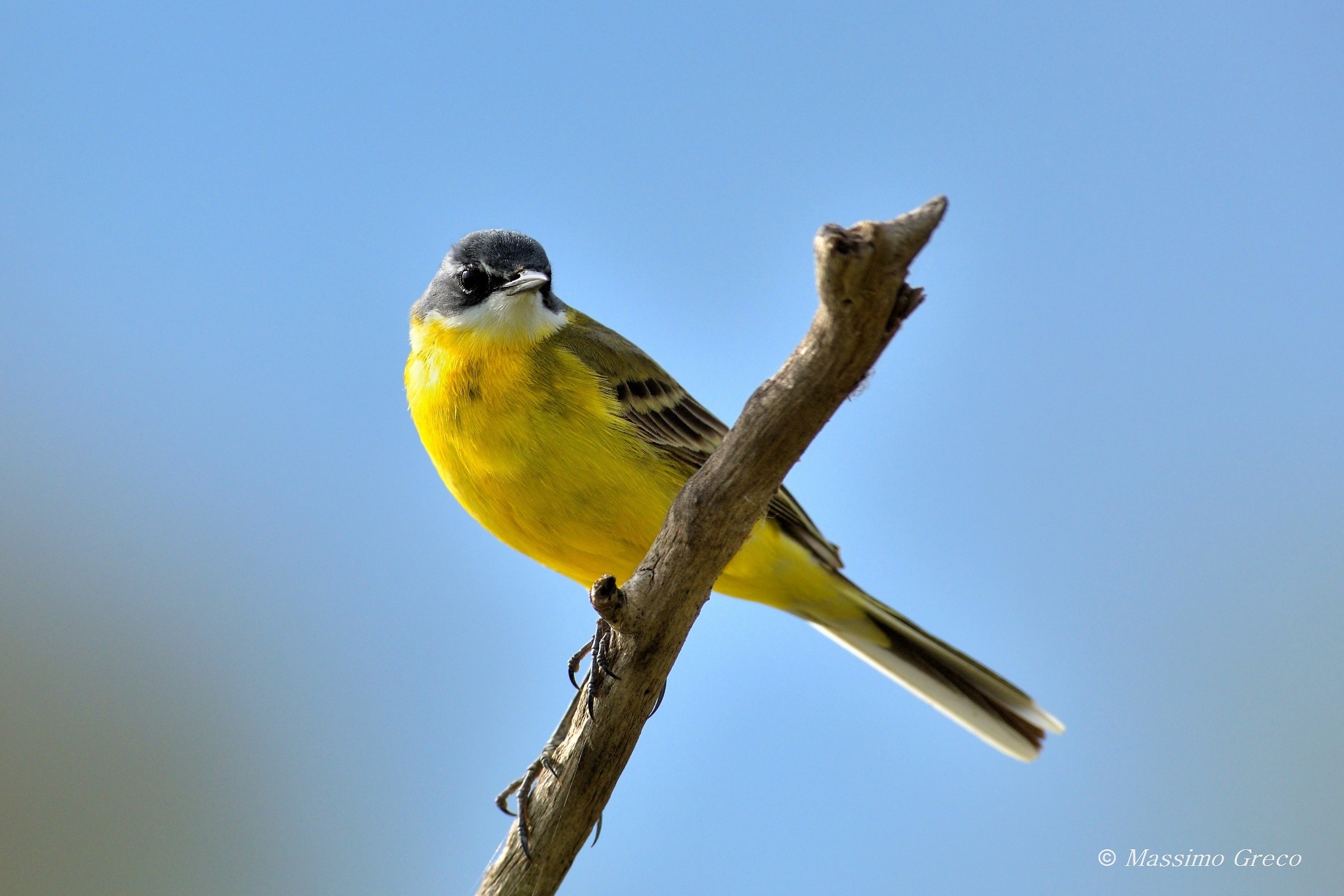 Yellow Wagtail