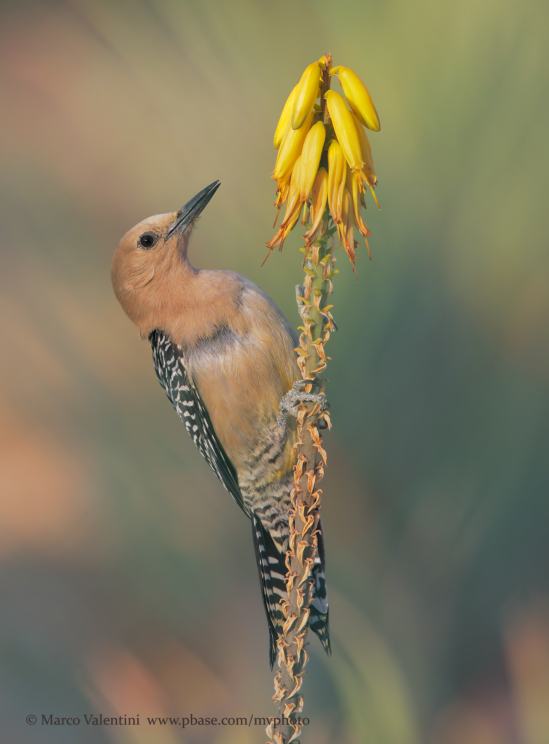 Gila Woodpecker
