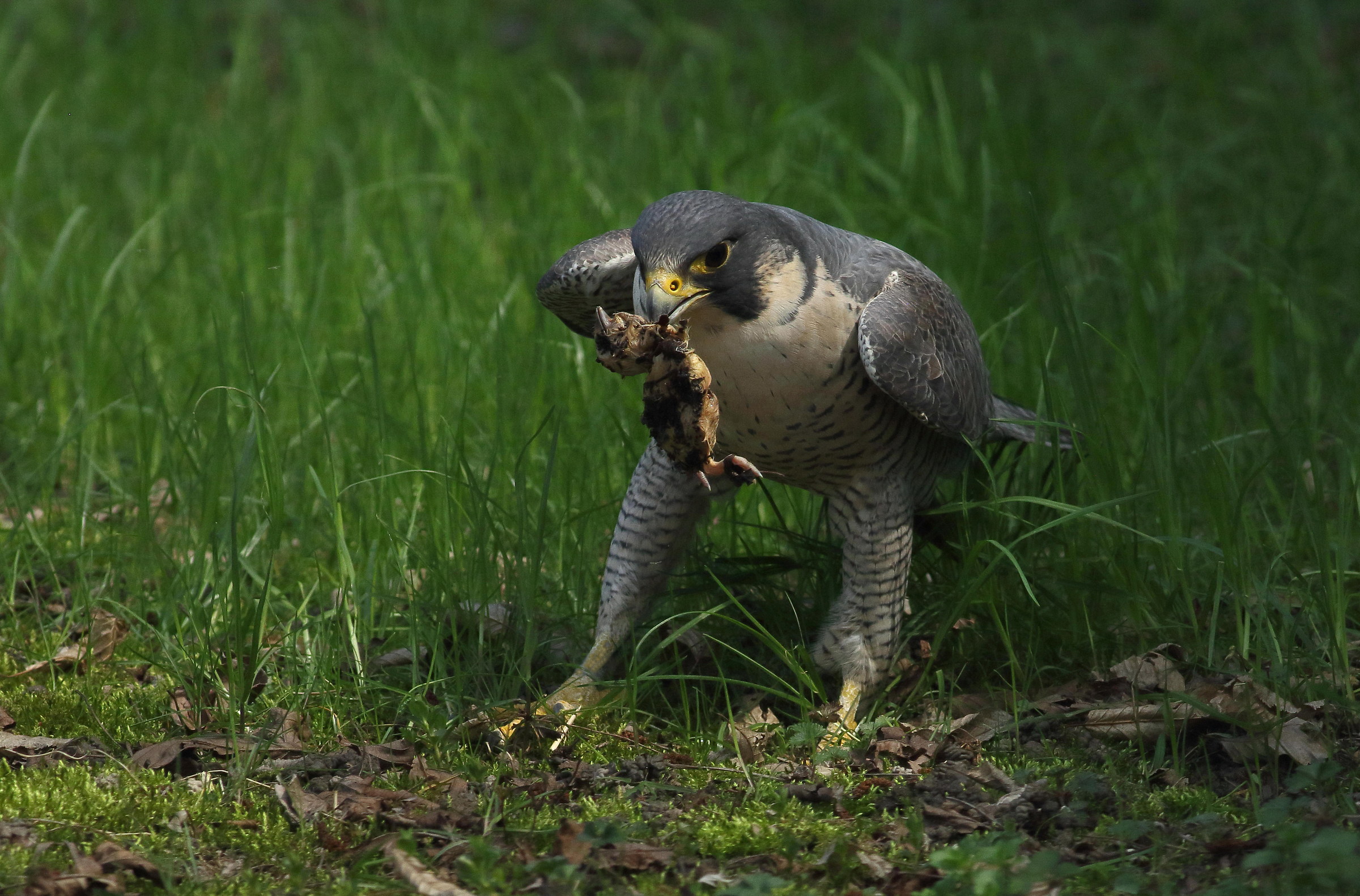Peregrine