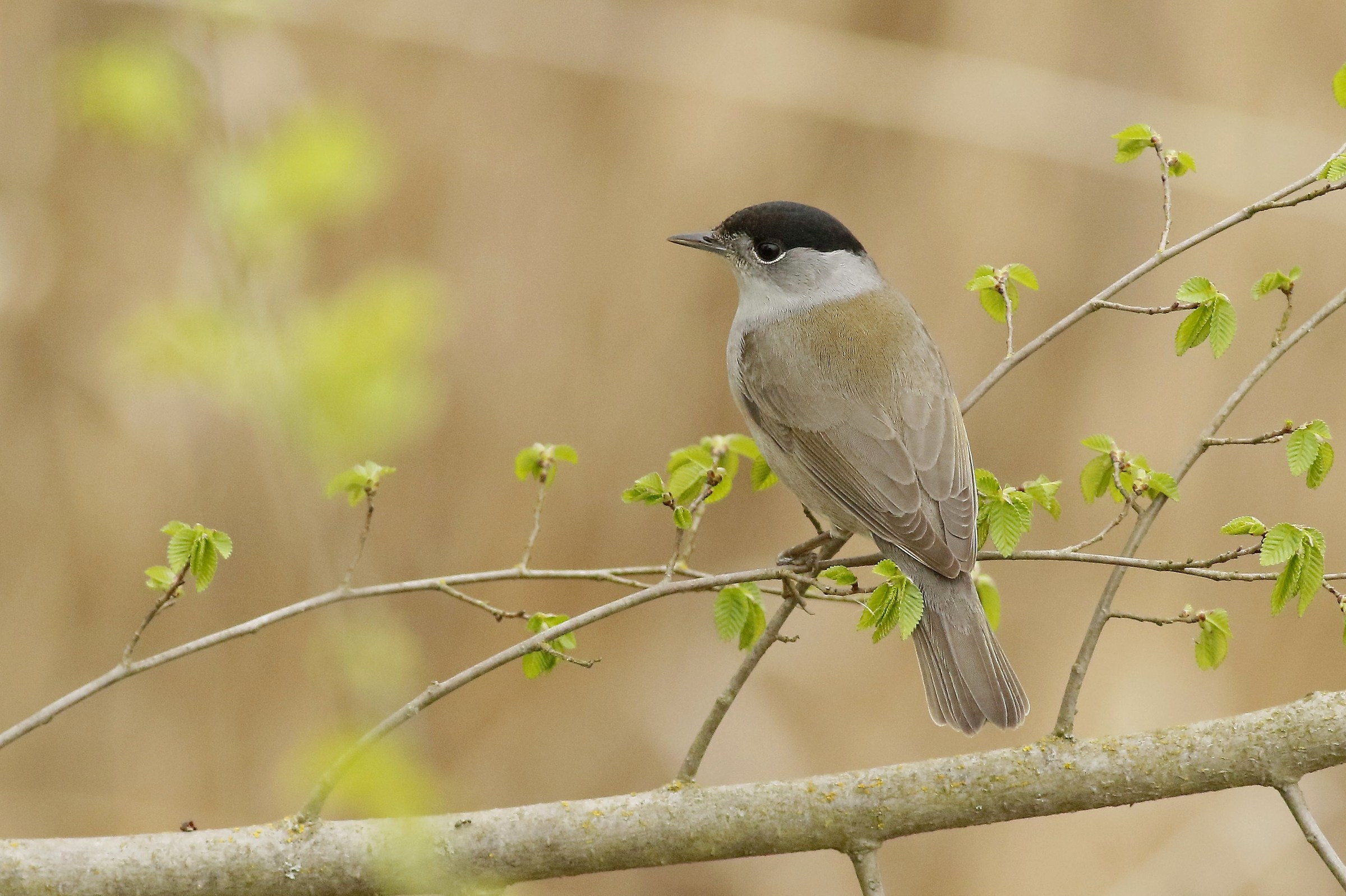 Blackcap