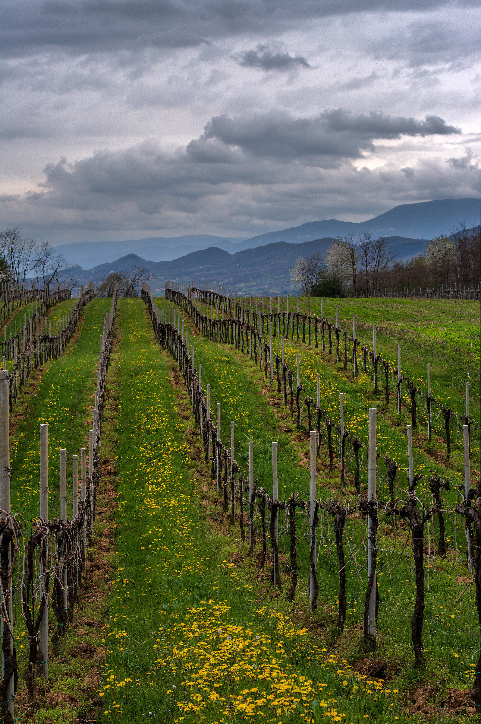The Montello backdrop the colli Asolani