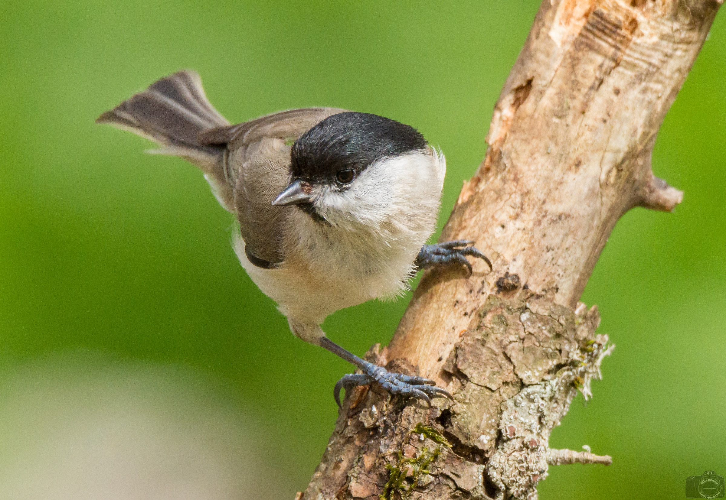 Chickadee