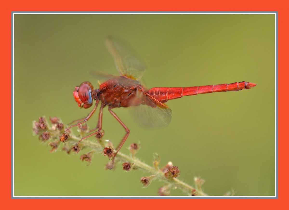 Sympetrum sanguineum