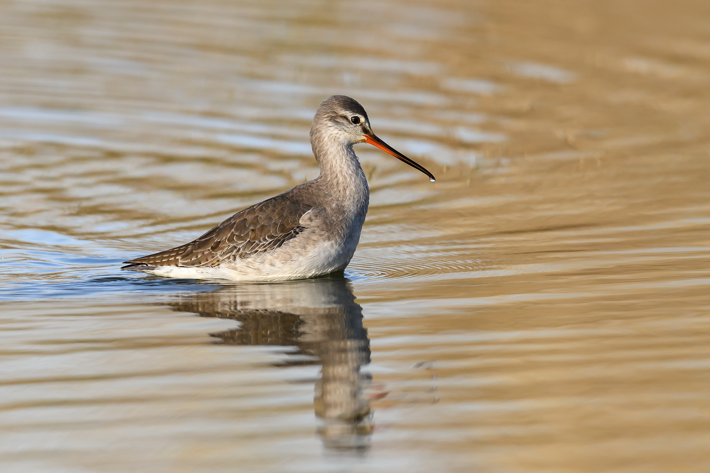 Common Redshank
