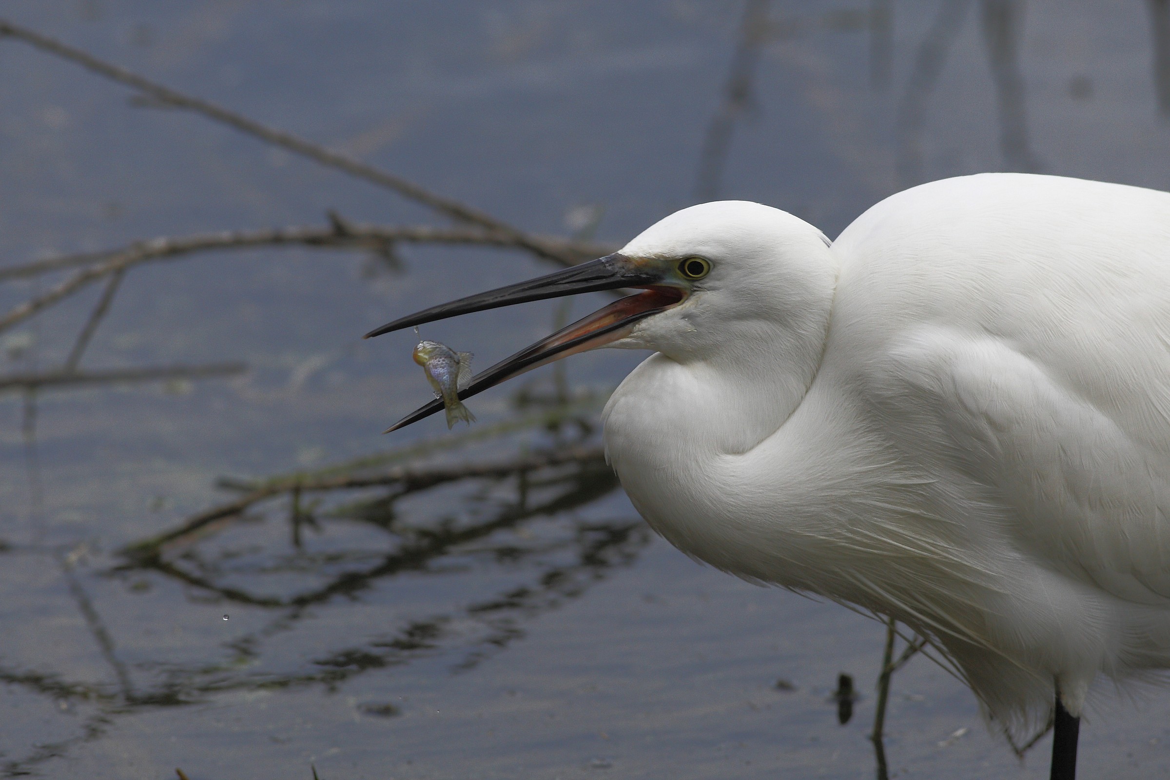Egret