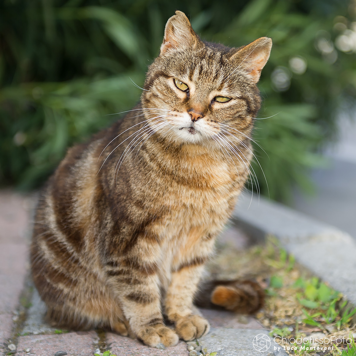 Libero, fiero e bello gatto orbetellano