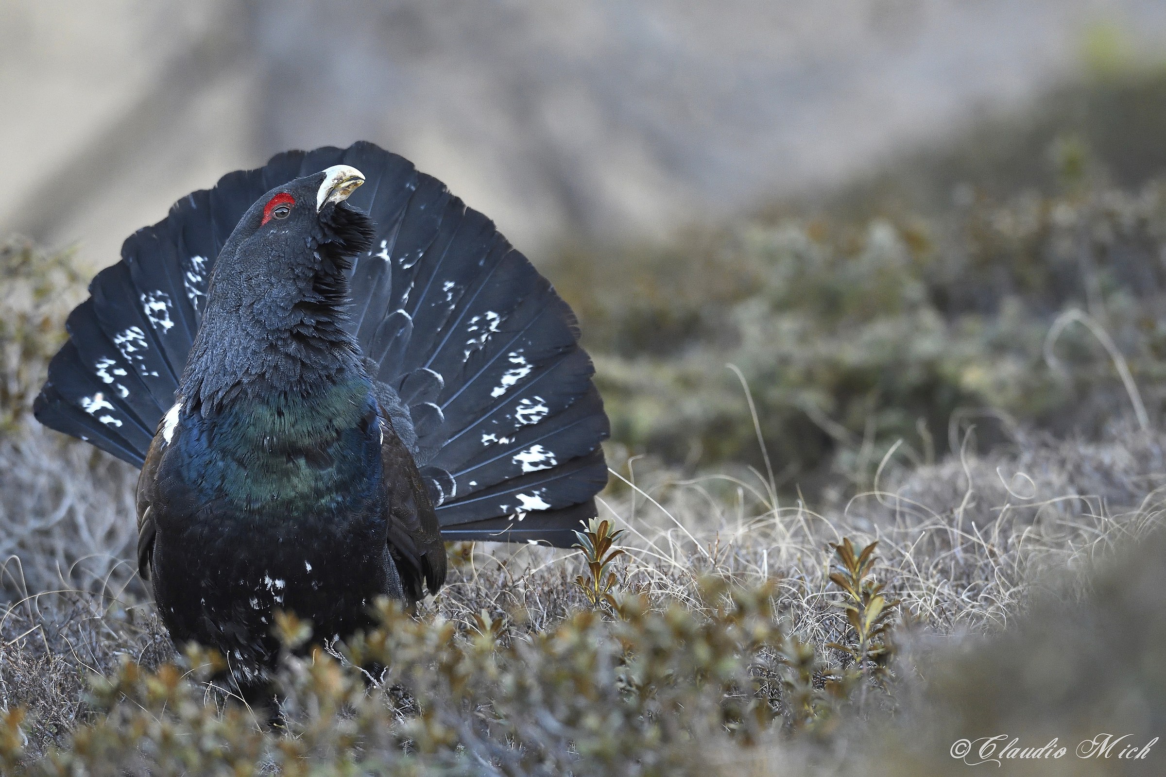Capercaillie