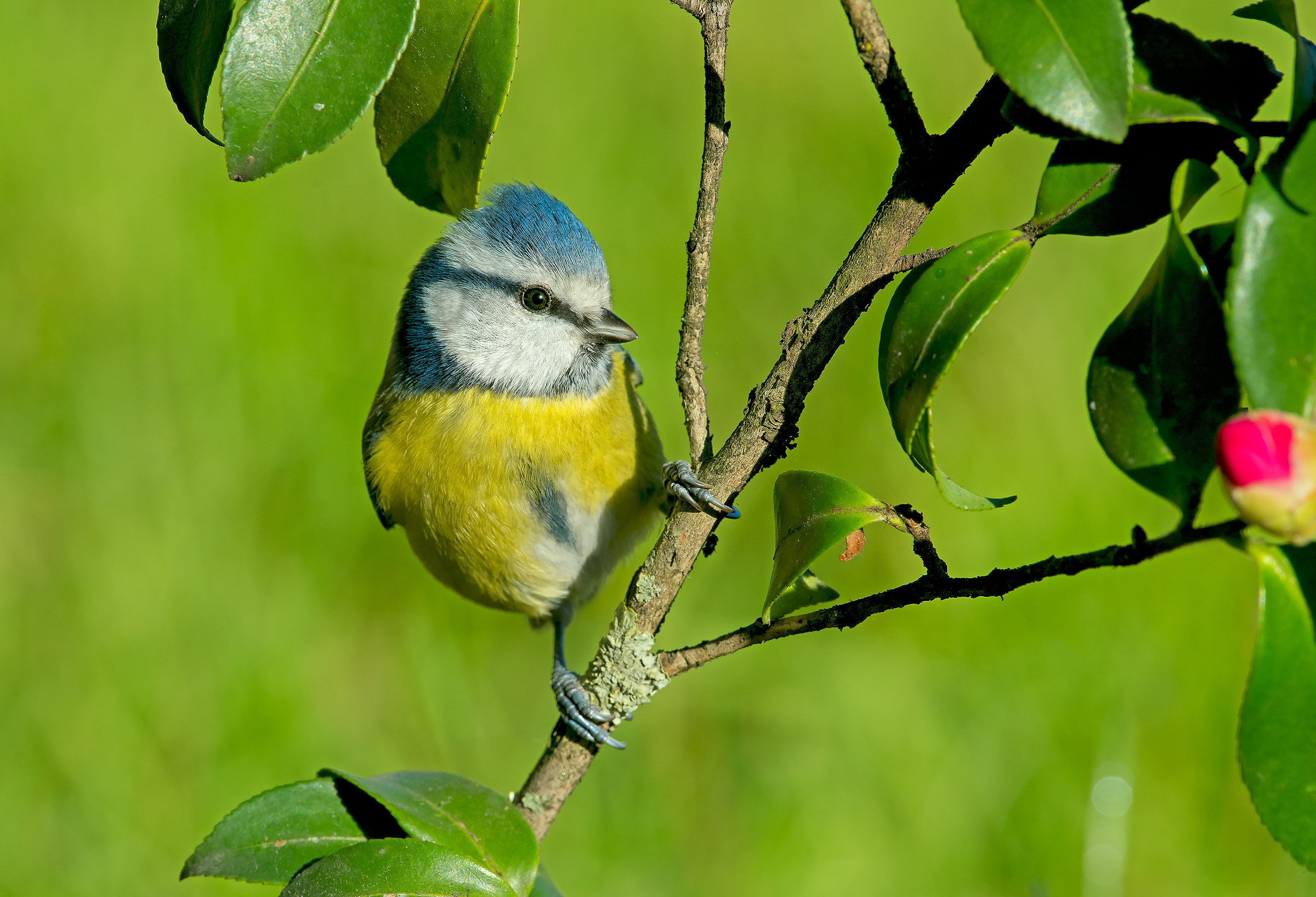 cinciarella on Camellia