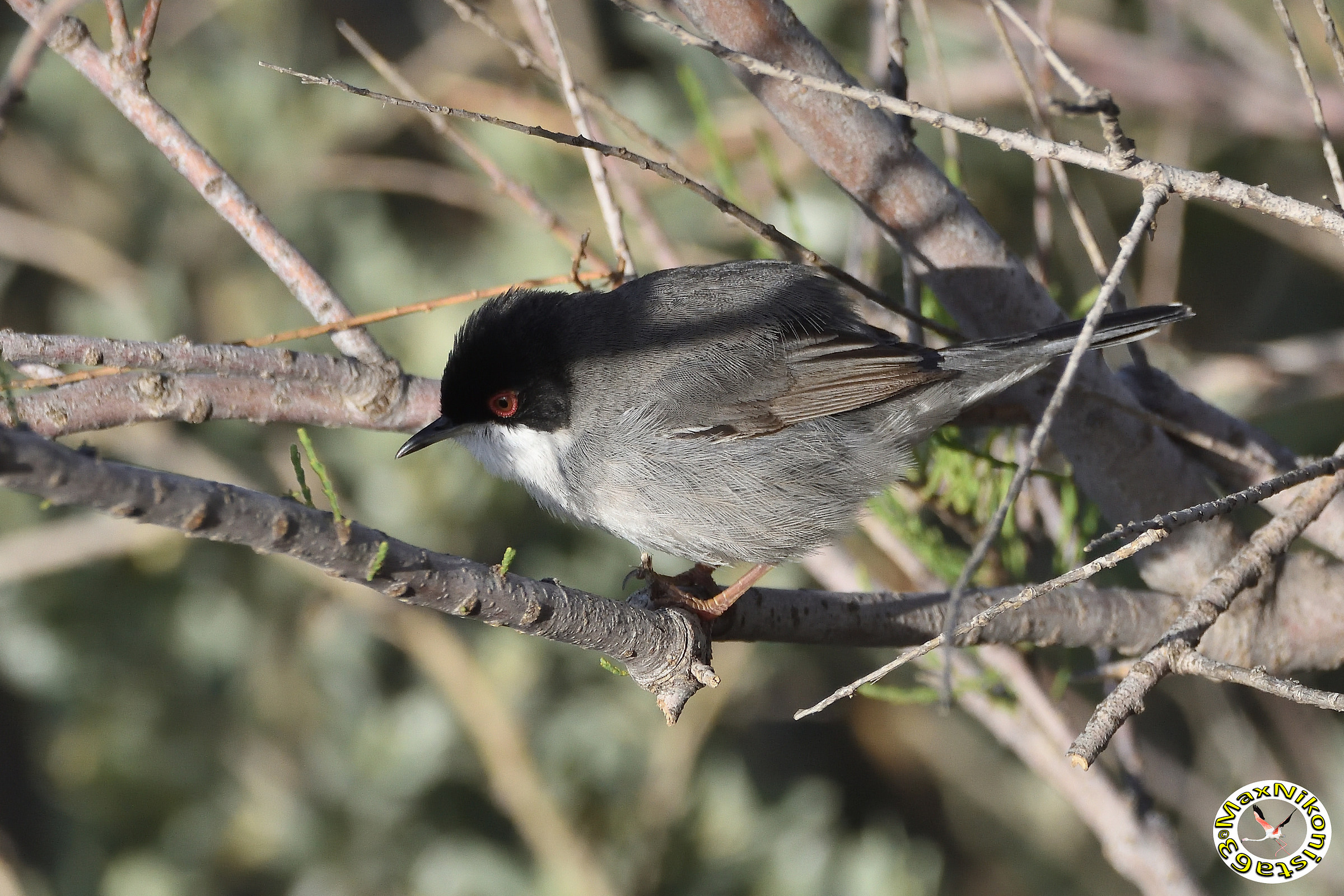 Occhiocotto in semiombra
