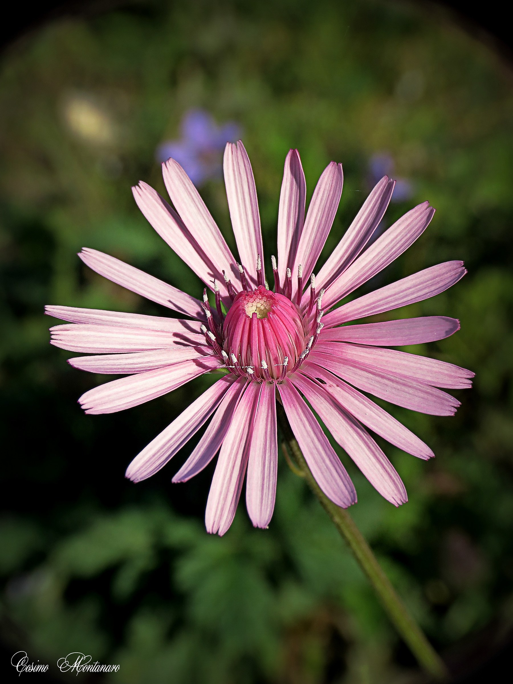 Crepis rubra L.