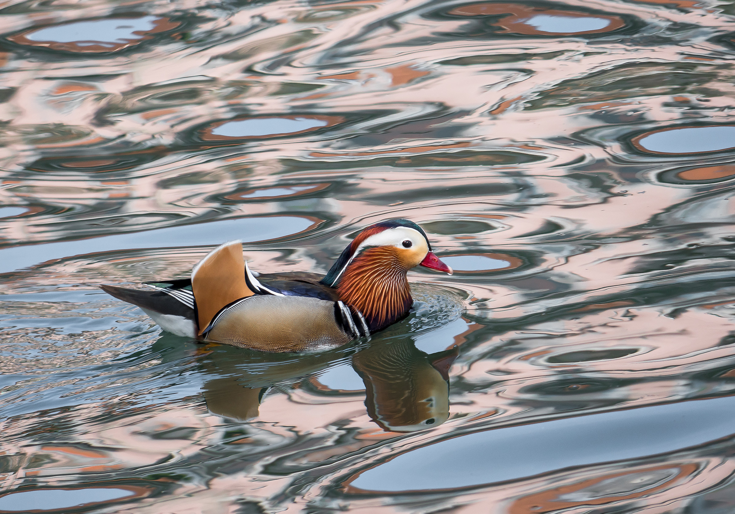 Mandarin duck bathed in liquid steel ... ... ...