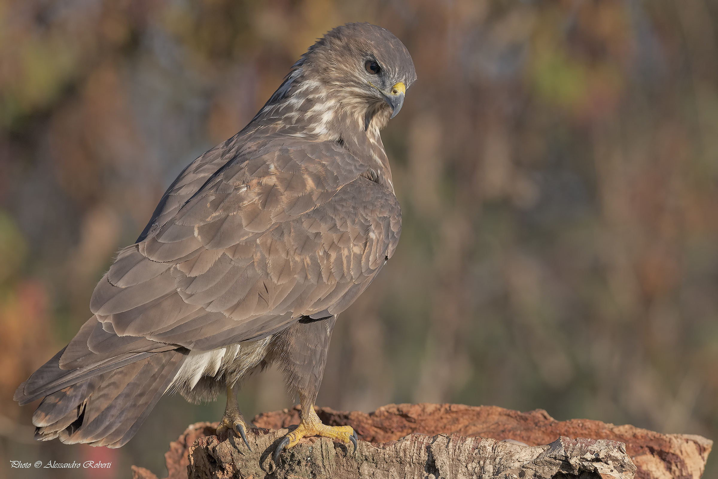 Buzzard (Buteo Buteo)