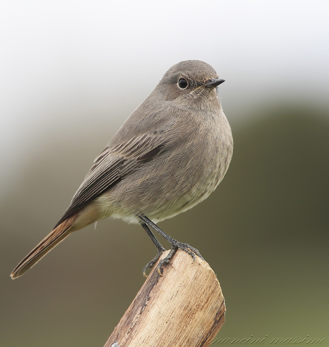 Codirosso spazzacamino(Phoenicurus ochruros)
