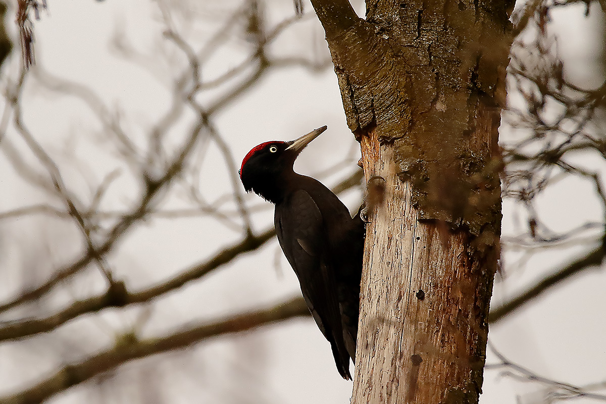 Black Woodpecker