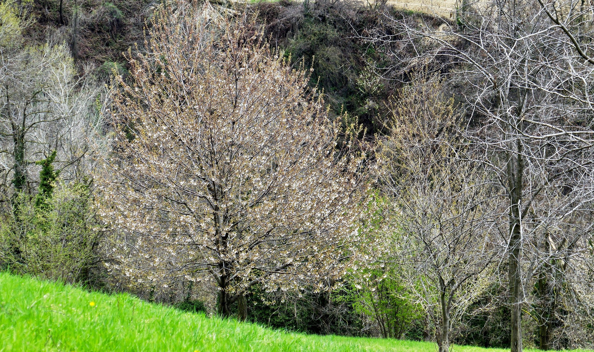 Ciò che la primavera fa con i ciliegi (Neruda)