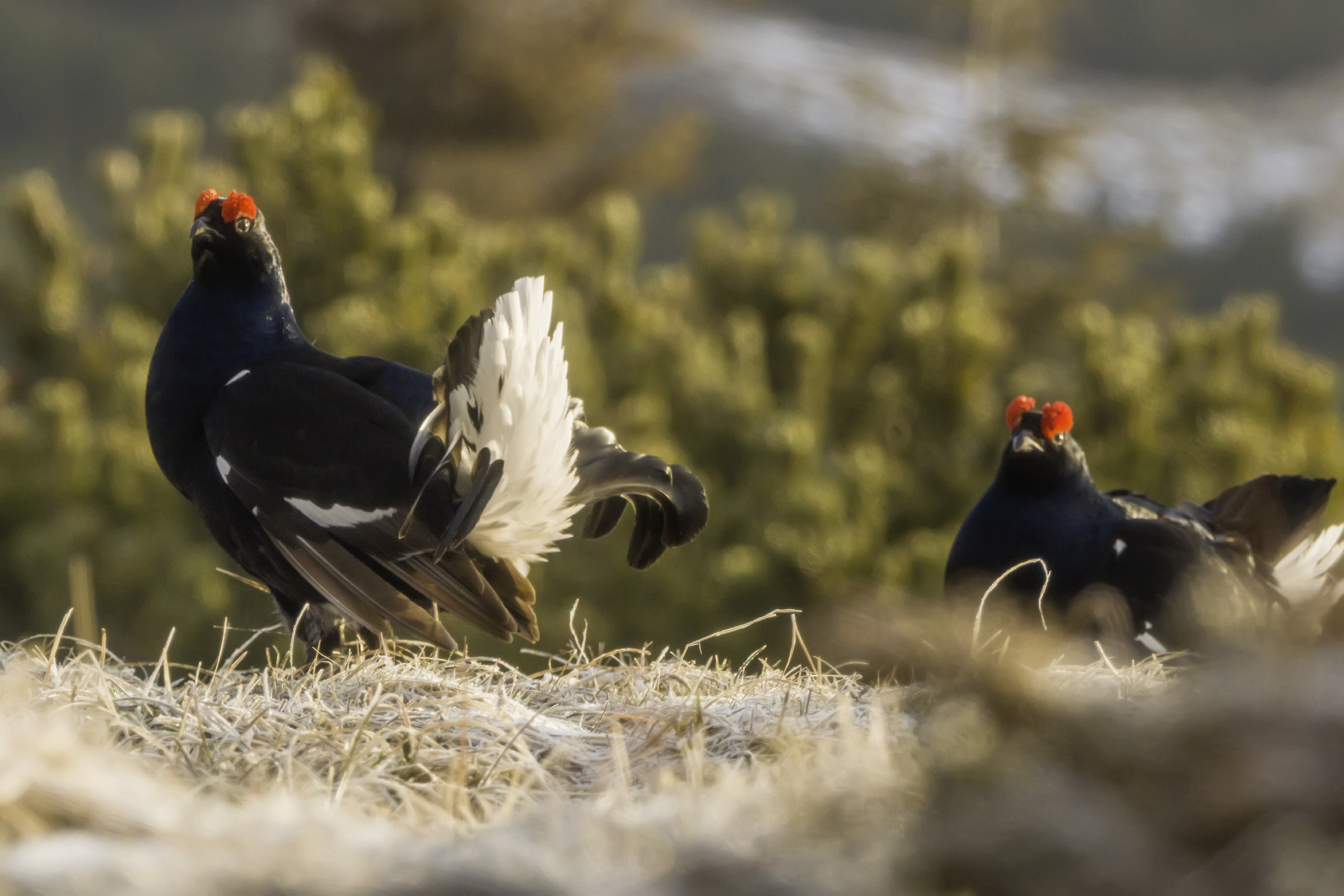 Fra un pò si ricomincia