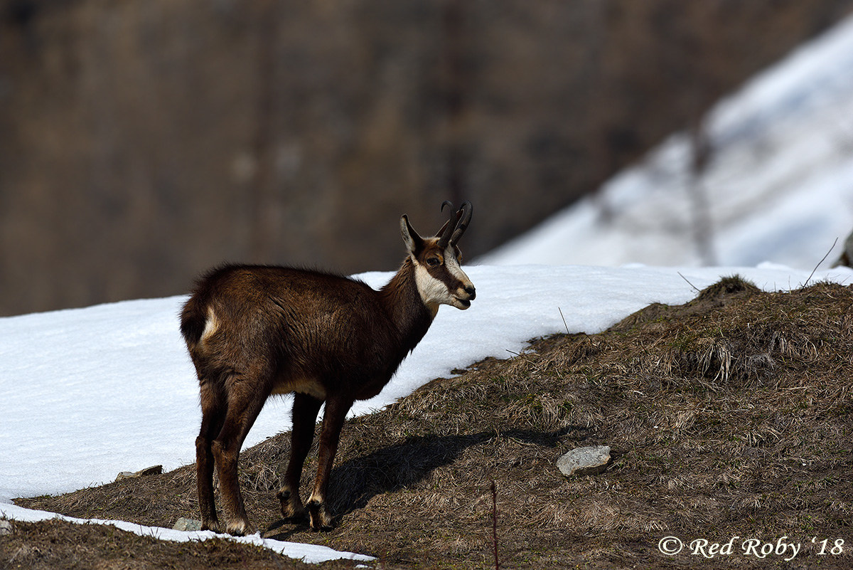 chamois