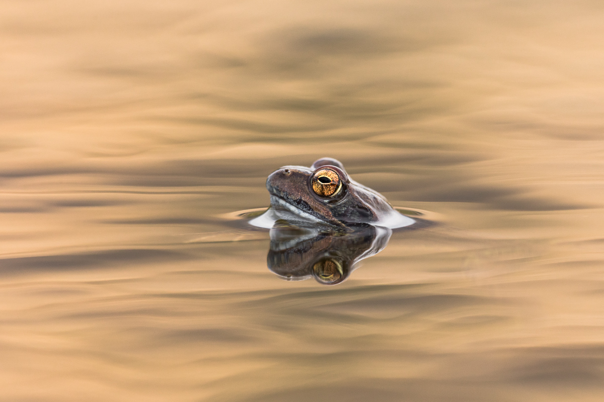 Frog in a puddle of Alp ...