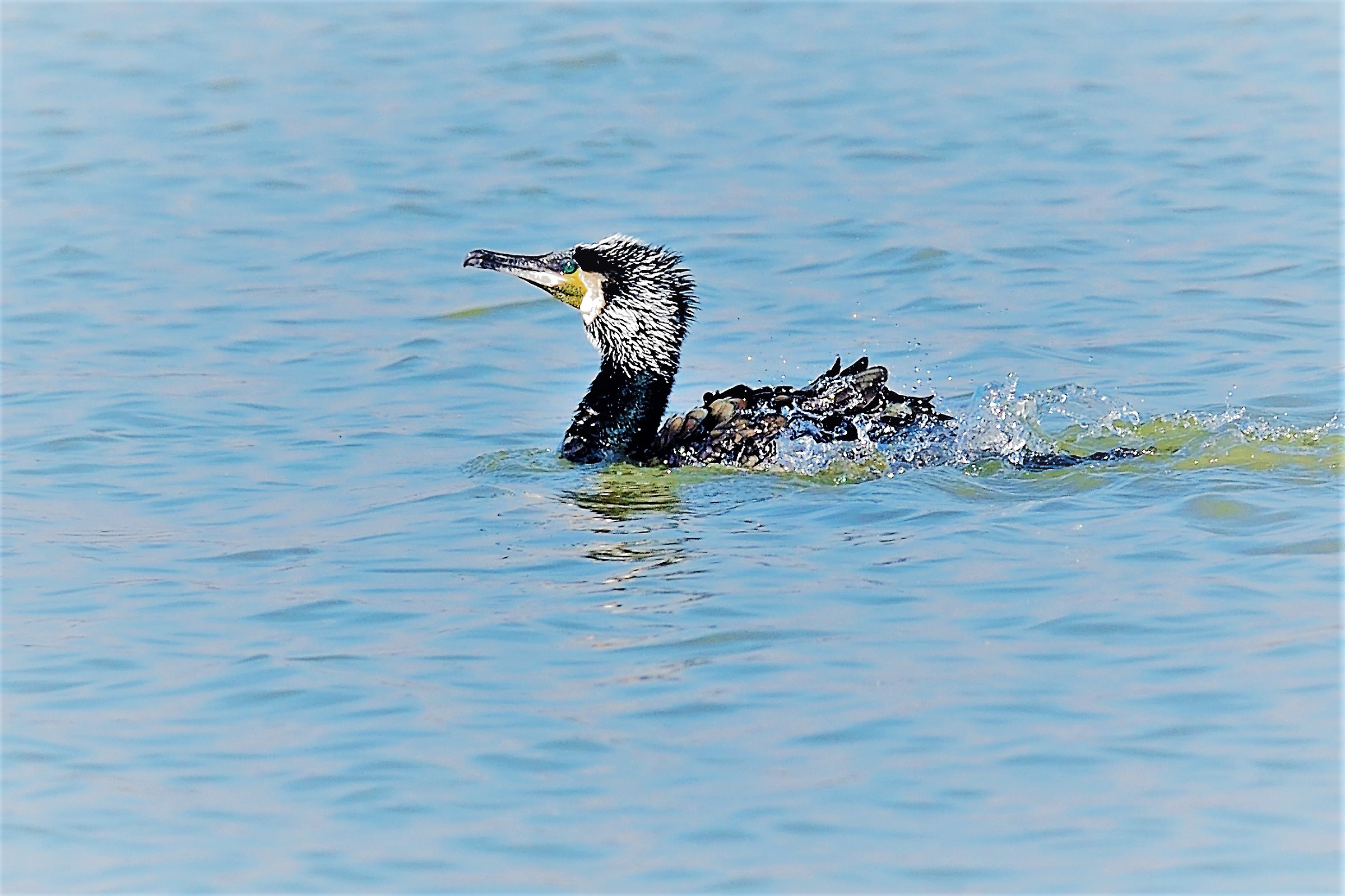 cormorano nidificante