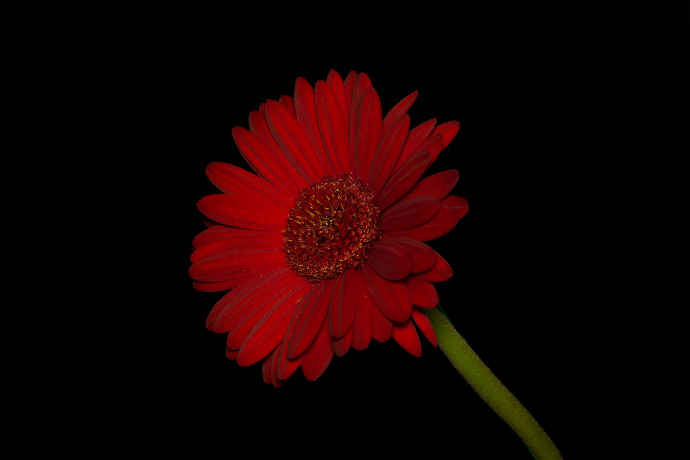 Gerbera