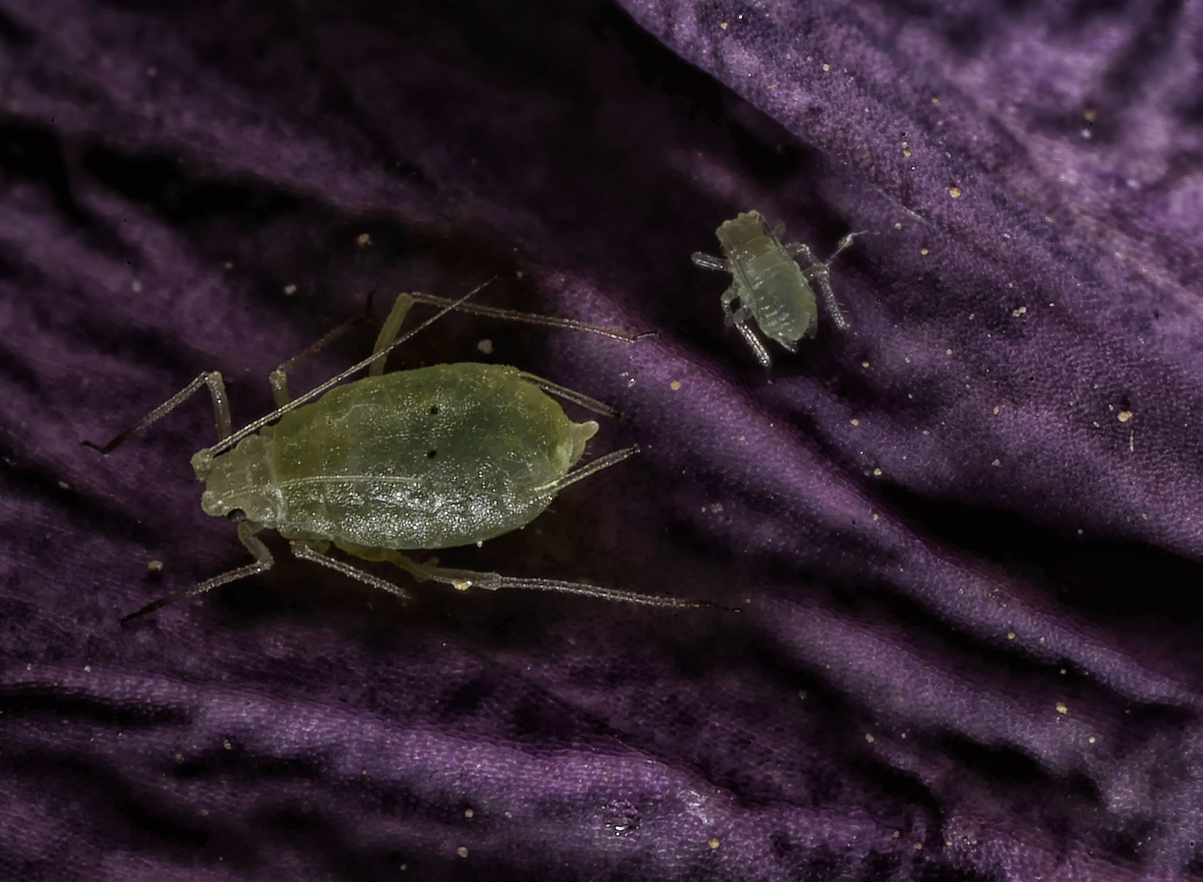 Macrosiphum Rosae Juveniles