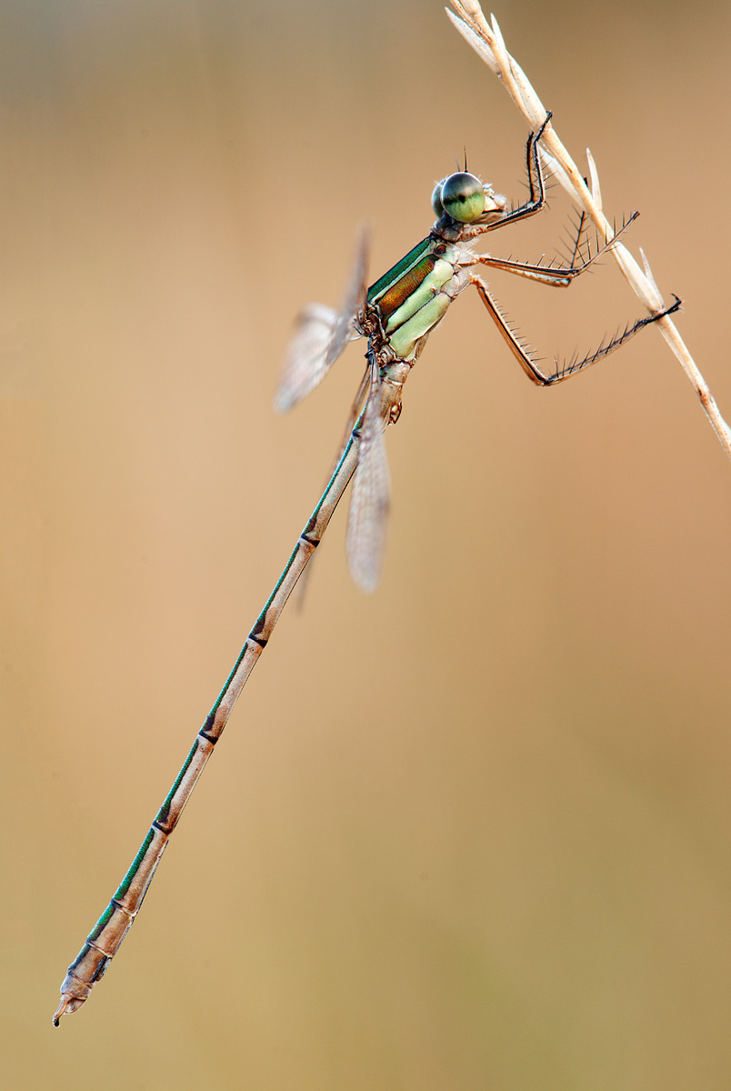 Lestes barbarus