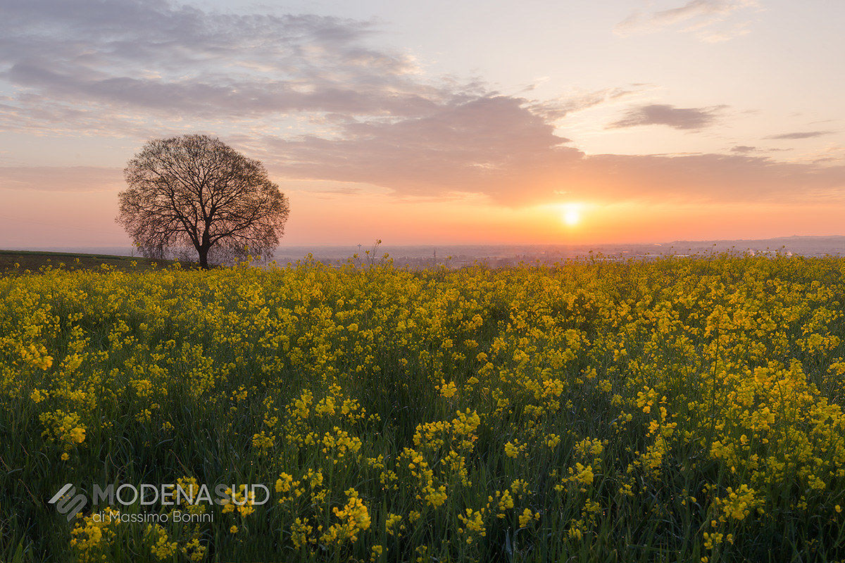 Colline in fiore