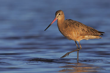 Limosa fedoa