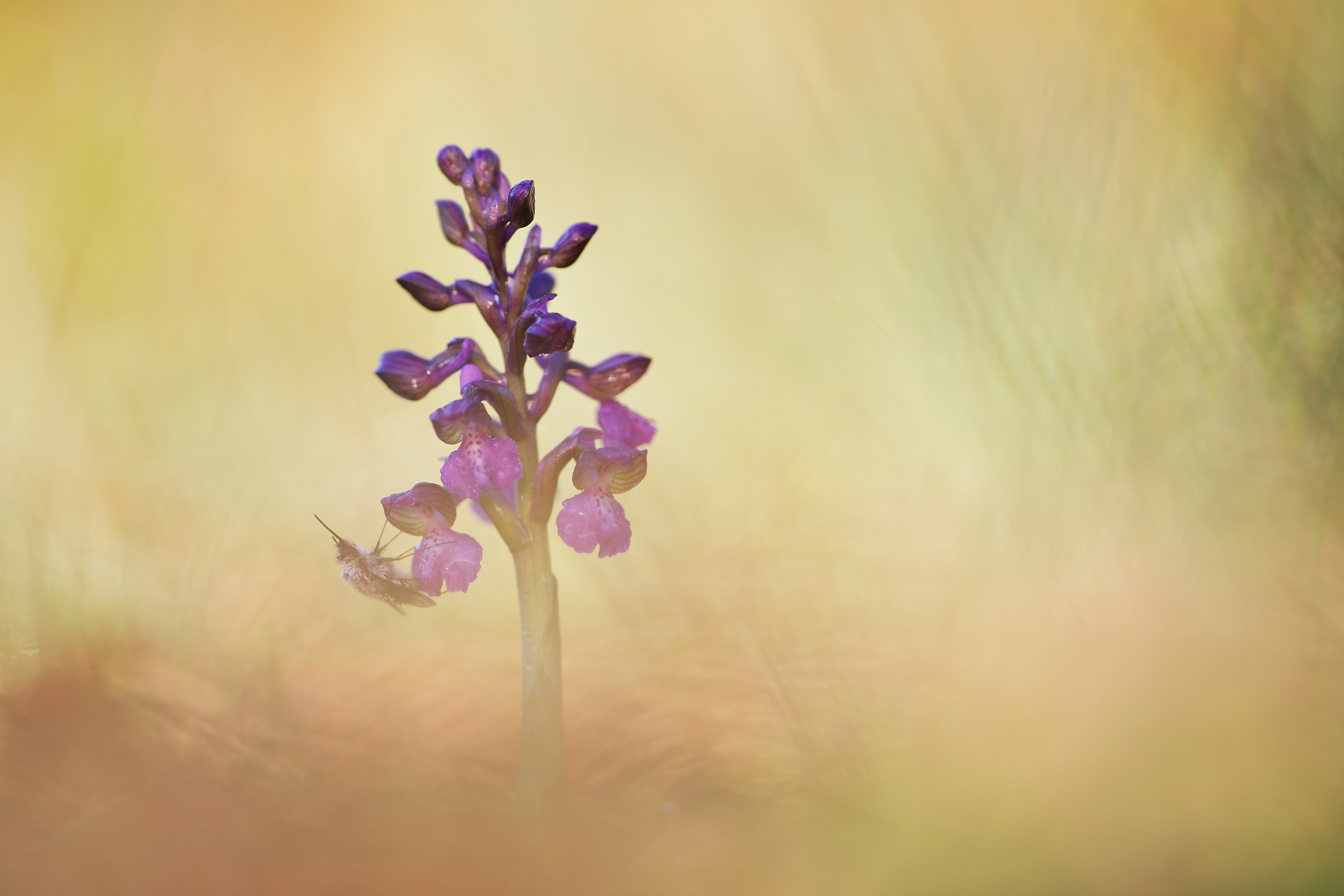 Bombylius major su Anacamptis morio