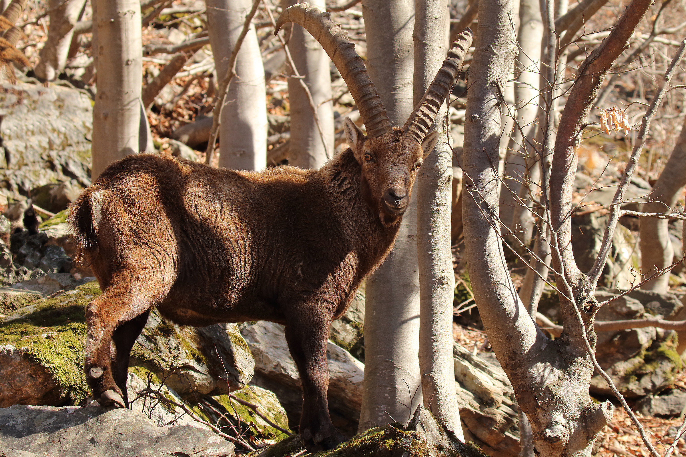 "all'ombra dell'ultimo sole"
