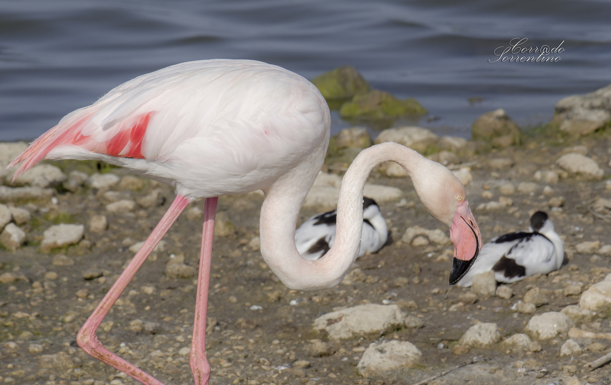Flamingos and Avocets
