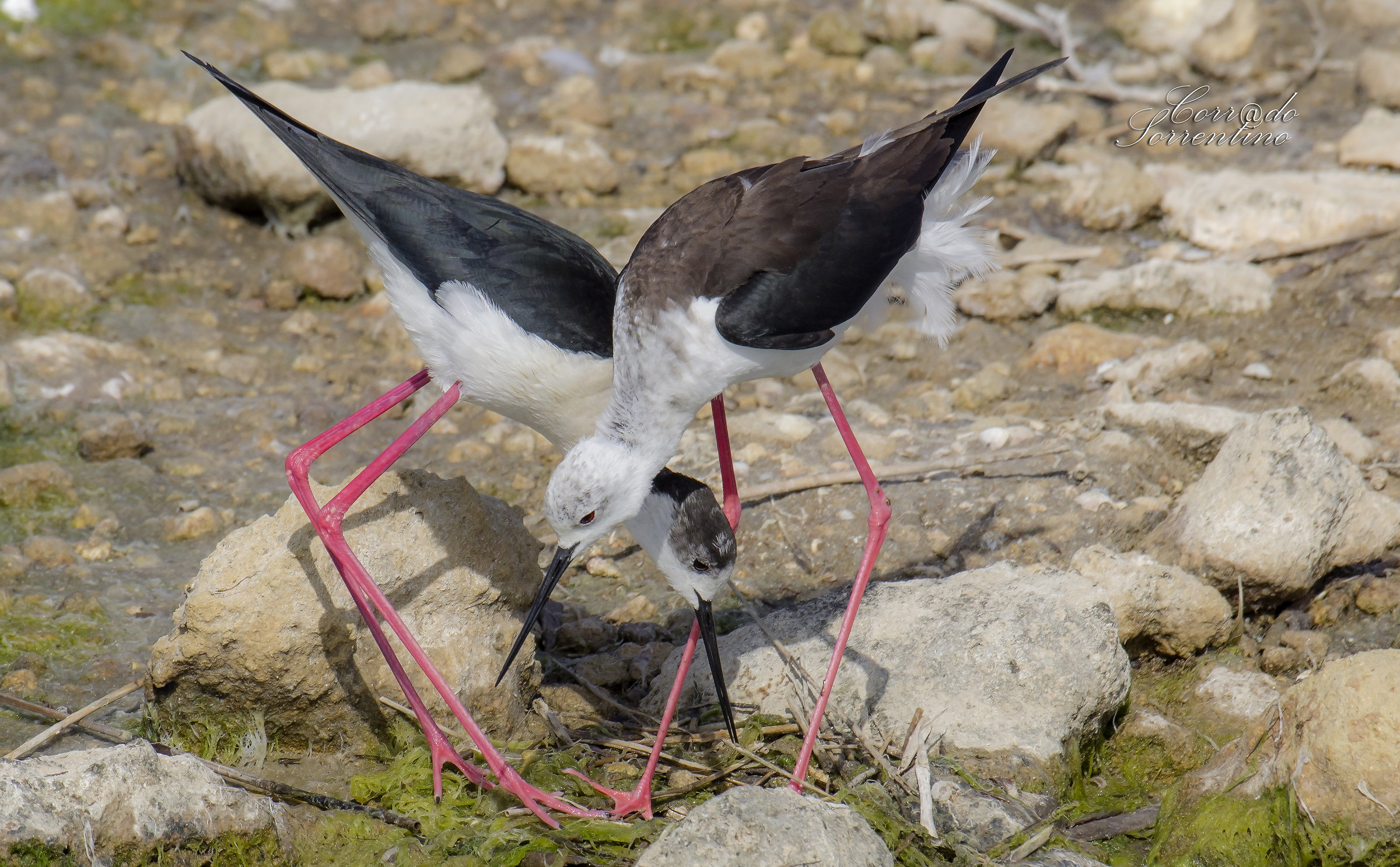 Knights prepare the nest