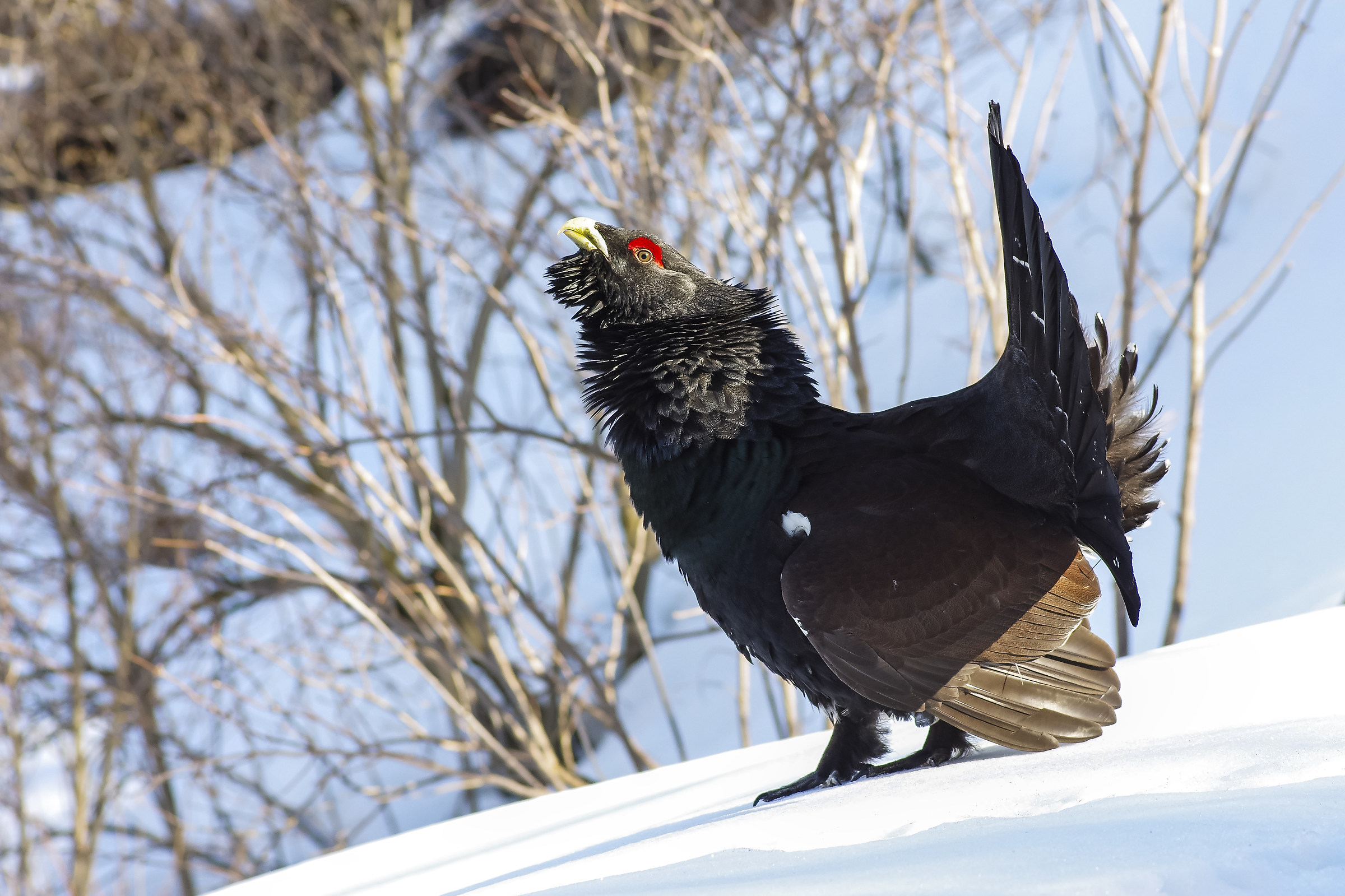 Capercaillie (Tetrao urogallus)