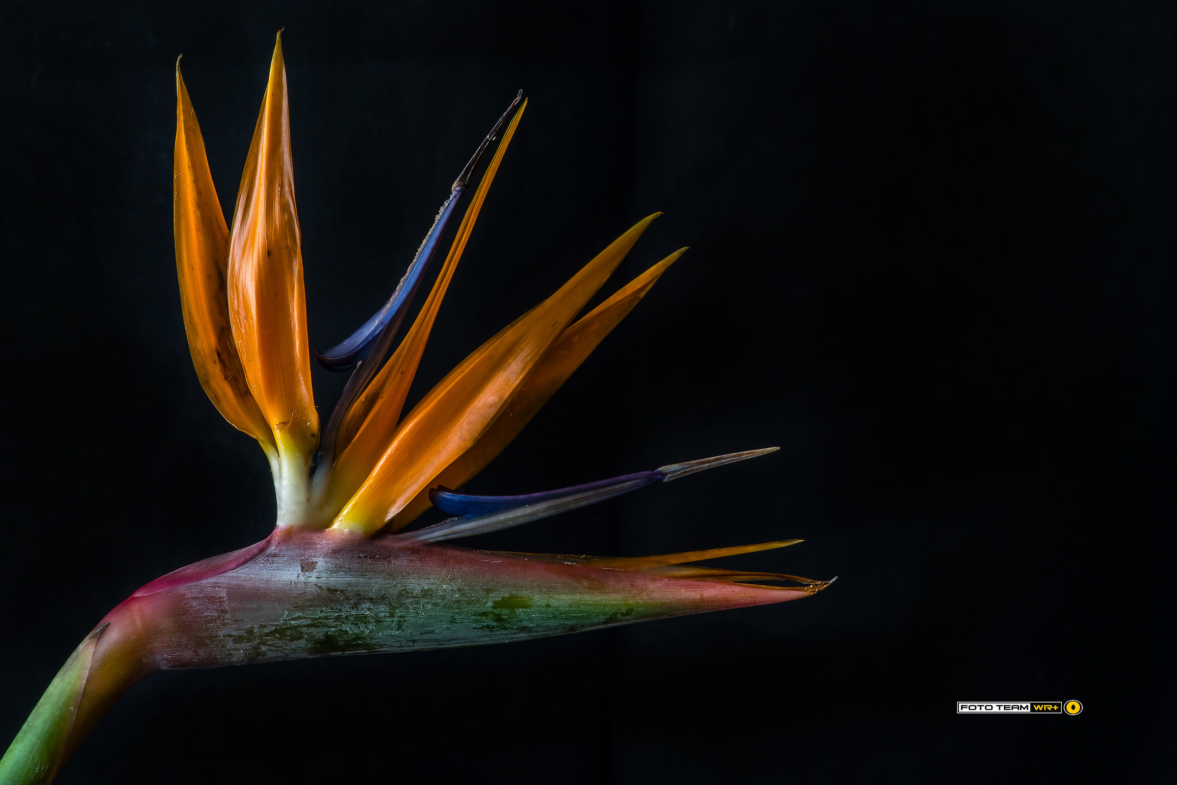 Strelitzia