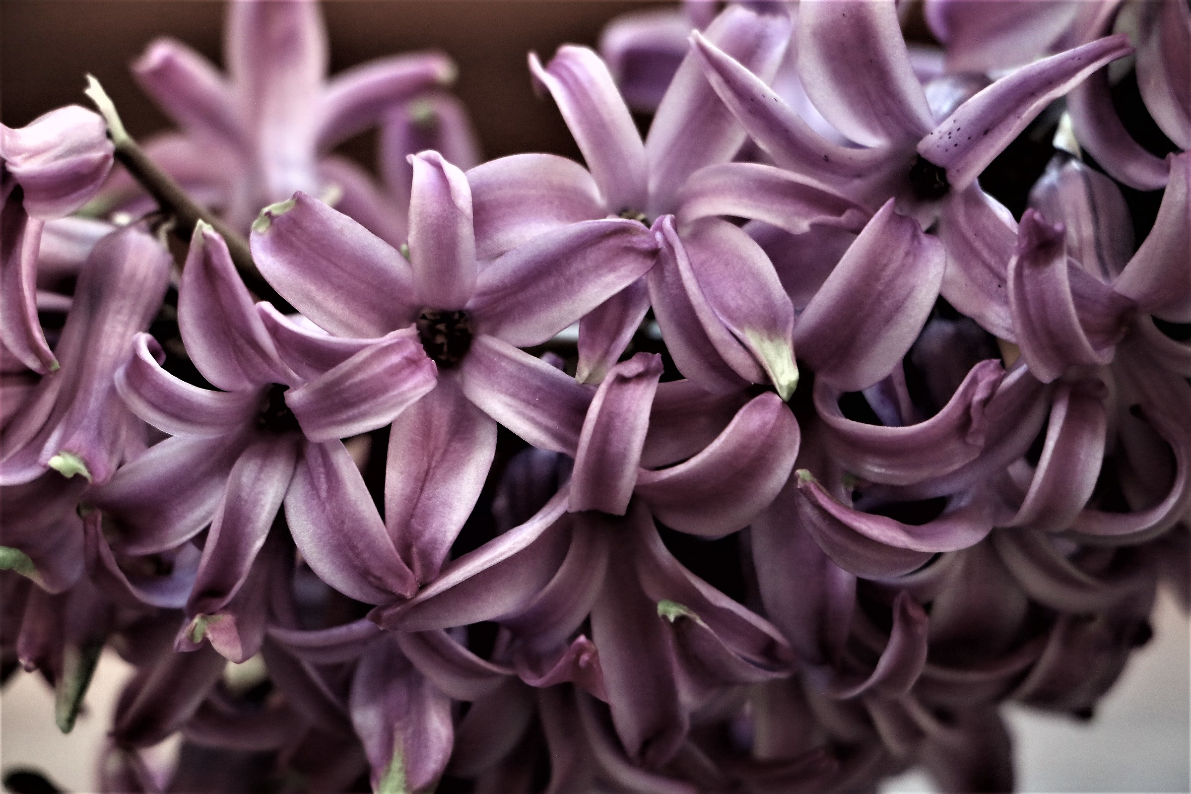 Senti che profumo....