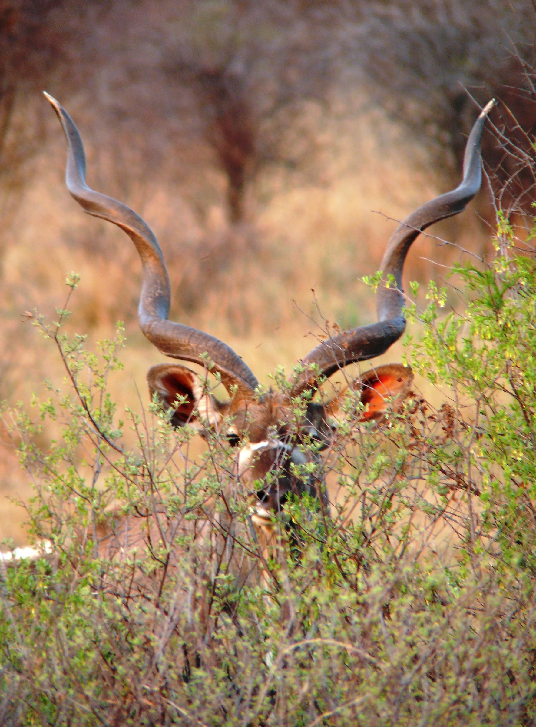 Greater Kudu