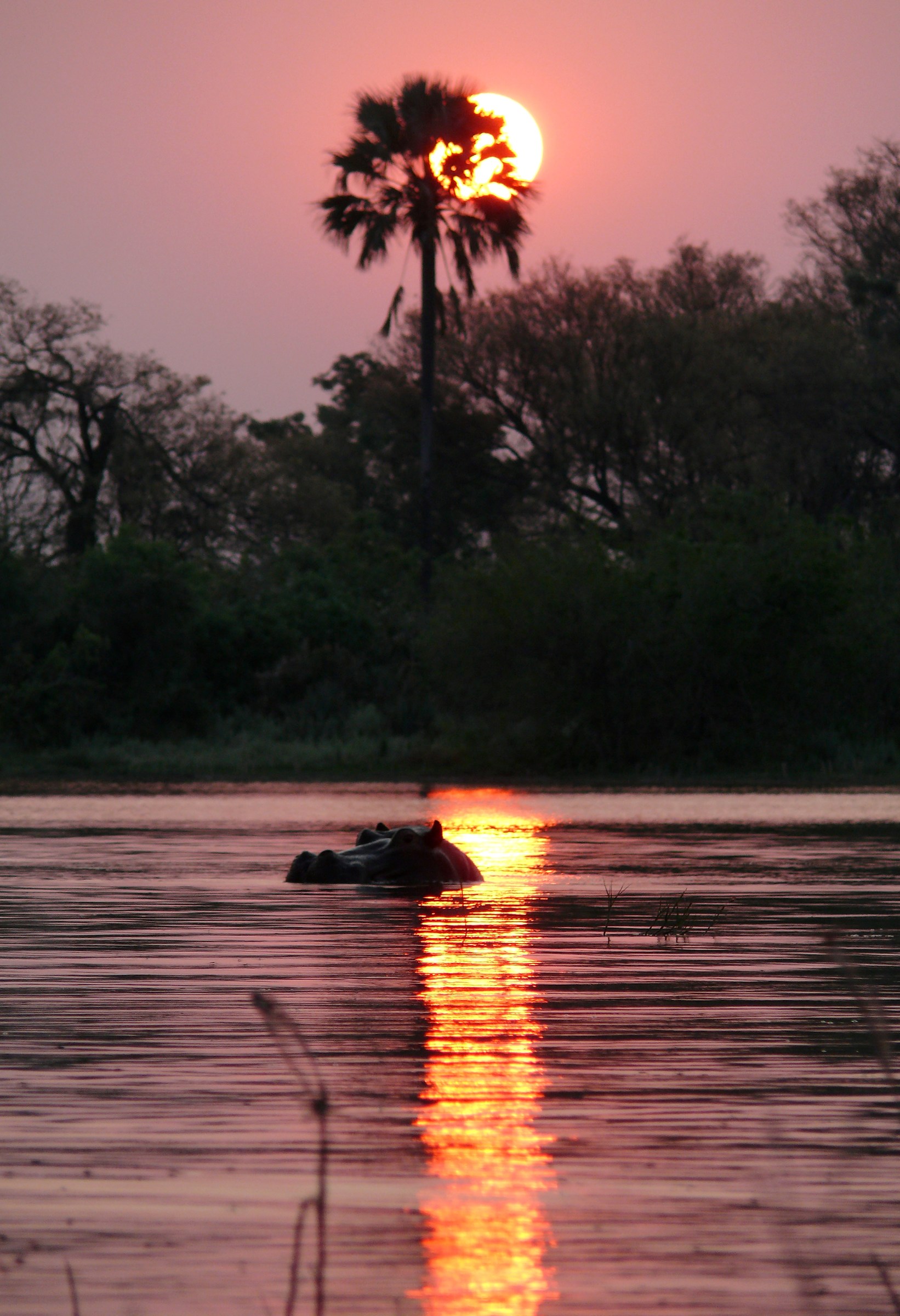 Sunset over the Okavango