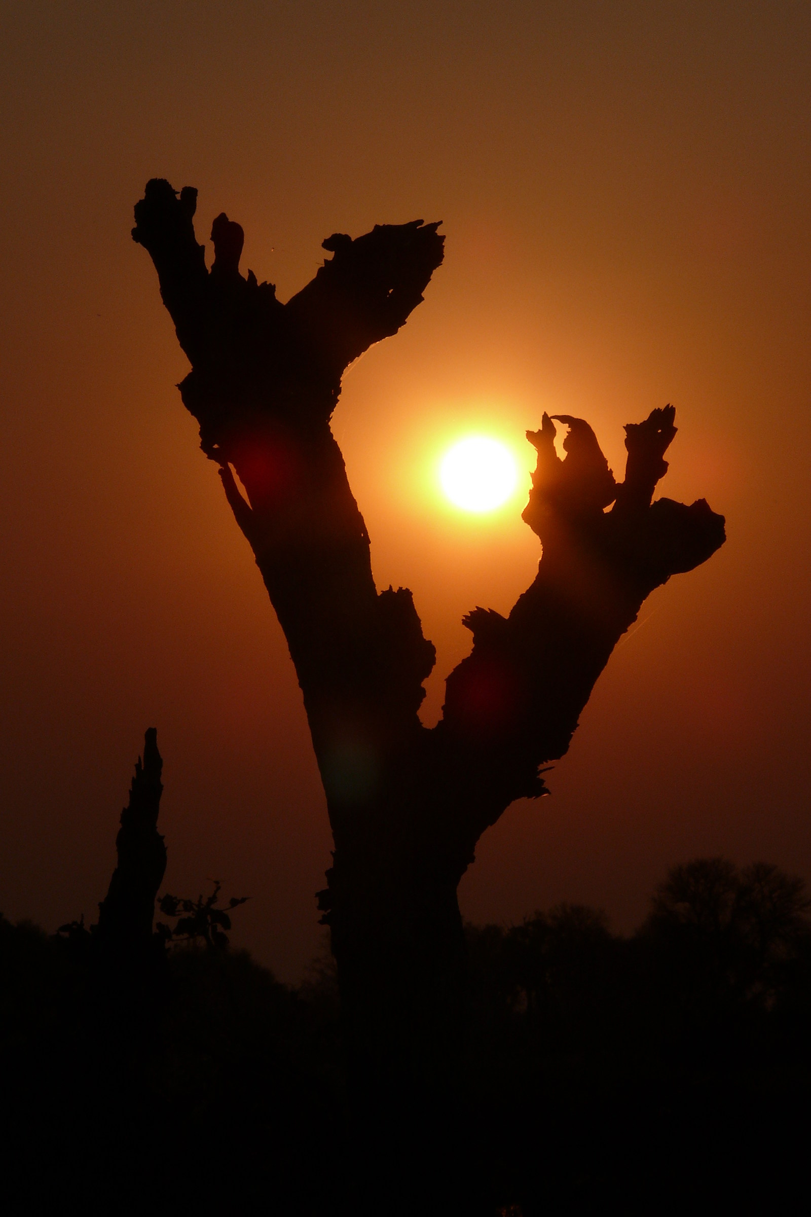 The Sun of the Kalahari