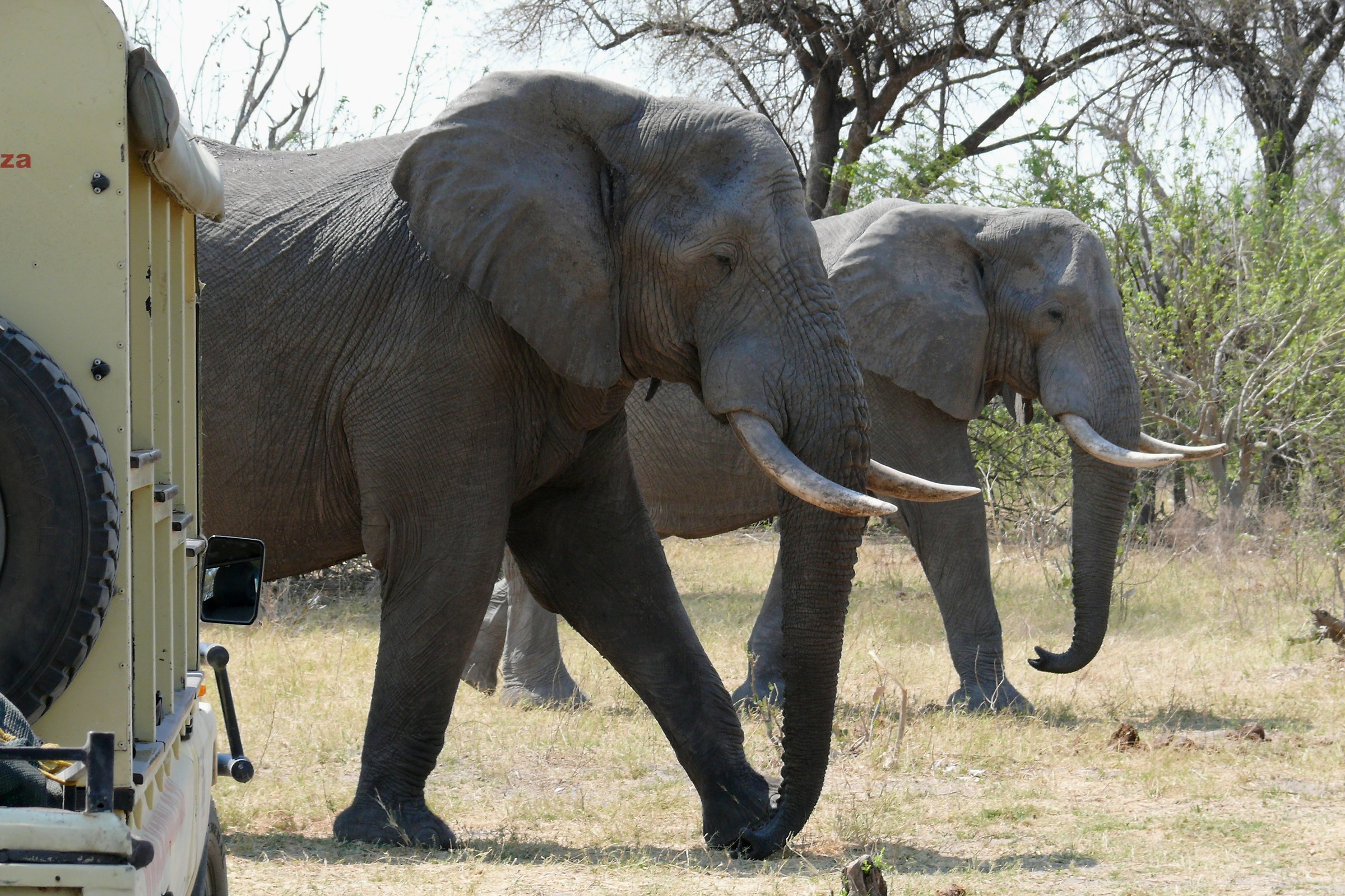 The arrival of trucks ...